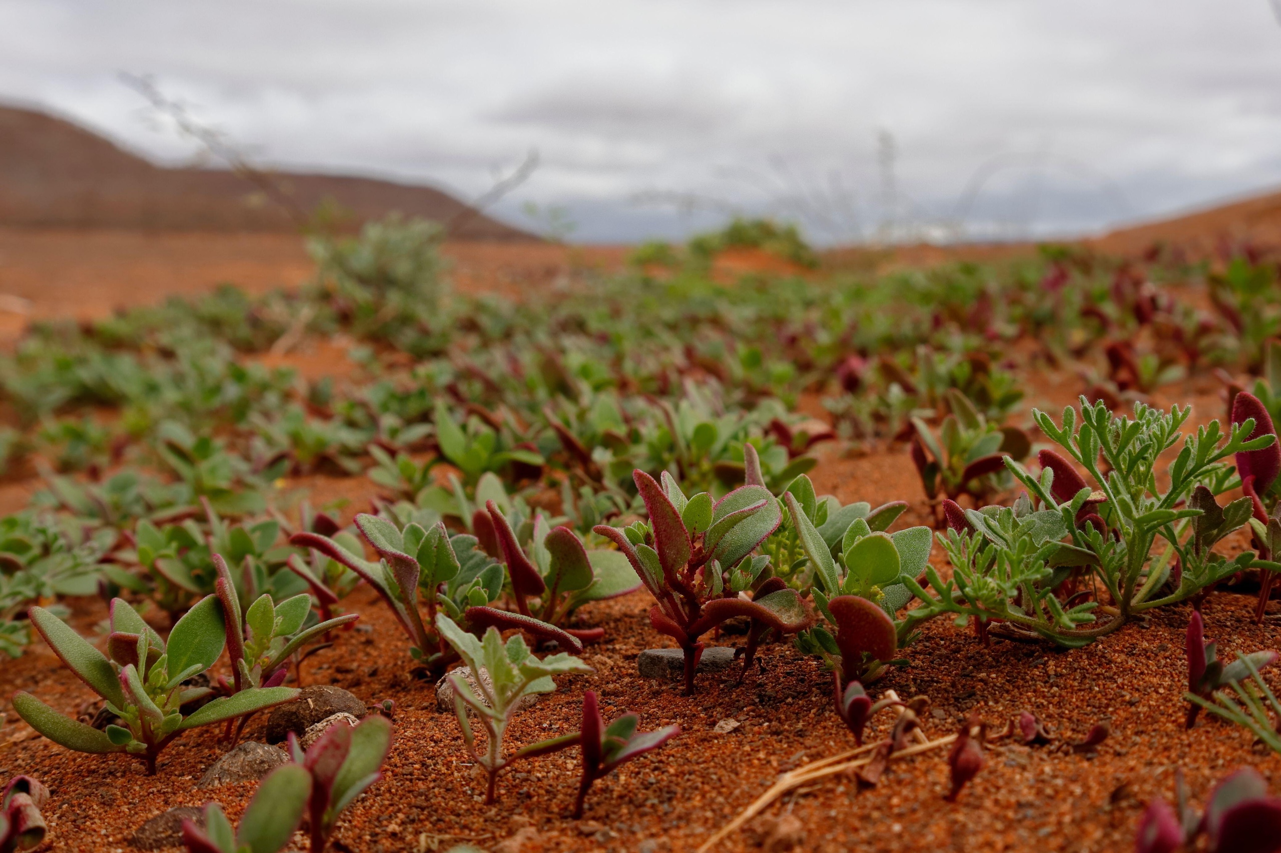 succulent plants thriving in a sandy area