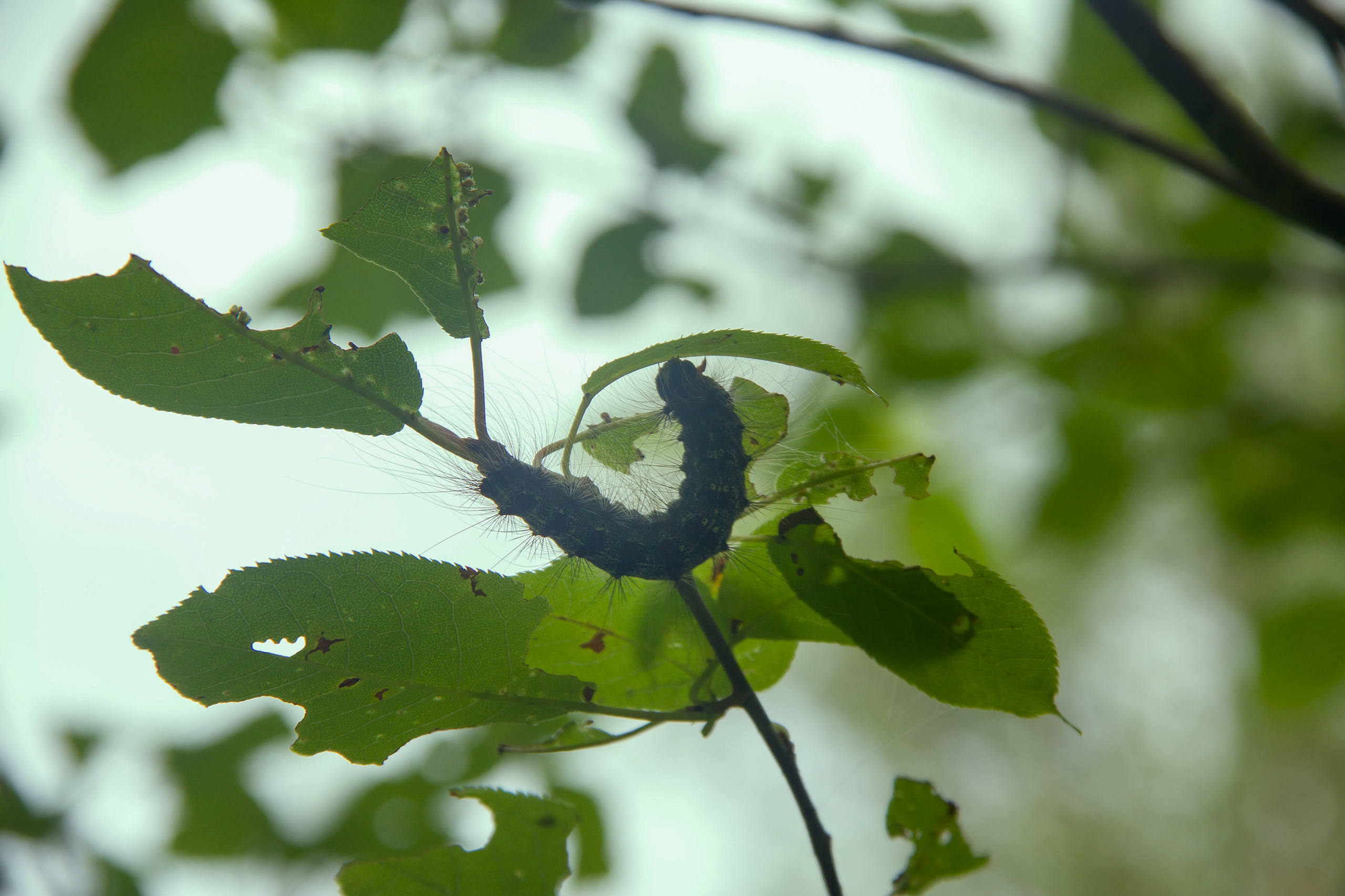 a caterpillar eats a leaf on a tree branch 