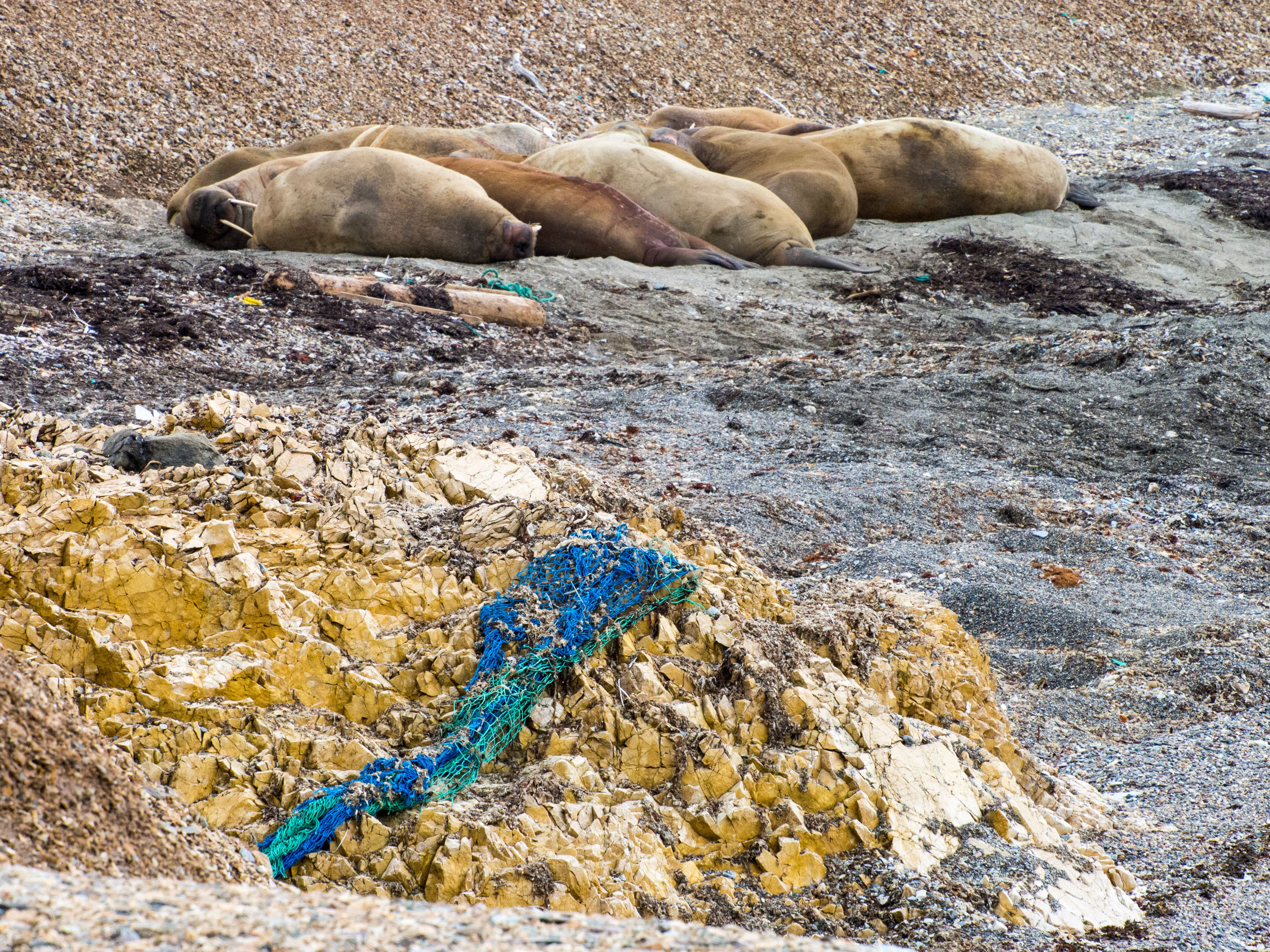 group of walrus on polluted beach