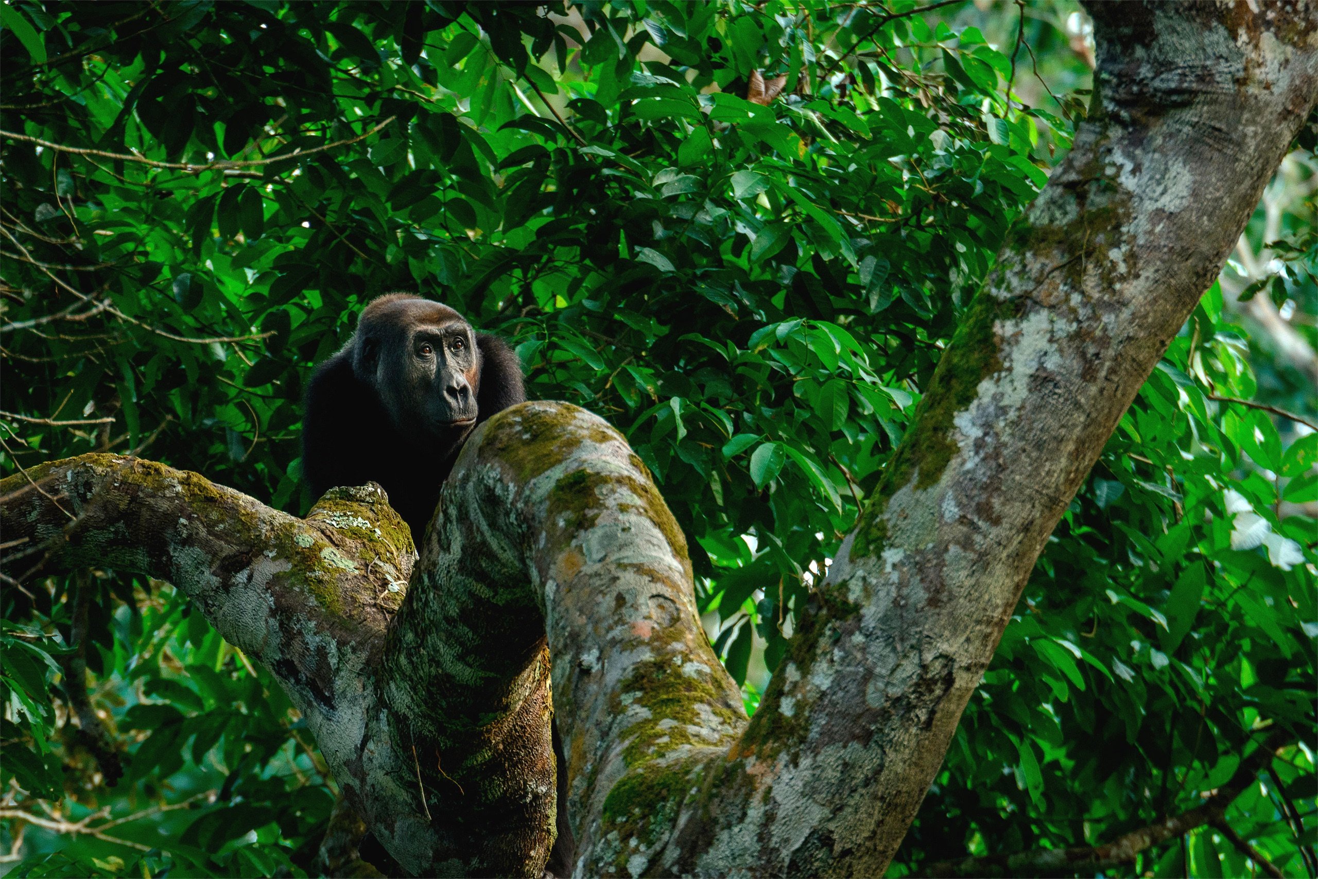 <p>Un gorila occidental de llanura en el Parque Nacional Odzala-Kokoua, República del Congo. El Fondo Bosques Tropicales para Siempre tiene como objetivo contribuir a la conservación de las selvas tropicales y subtropicales en los países en desarrollo (Imagen: Roger de la Harpe / Danita Delimont / Alamy)</p>