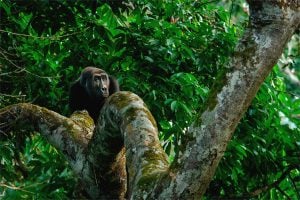 gorila sobre una rama de un árbol