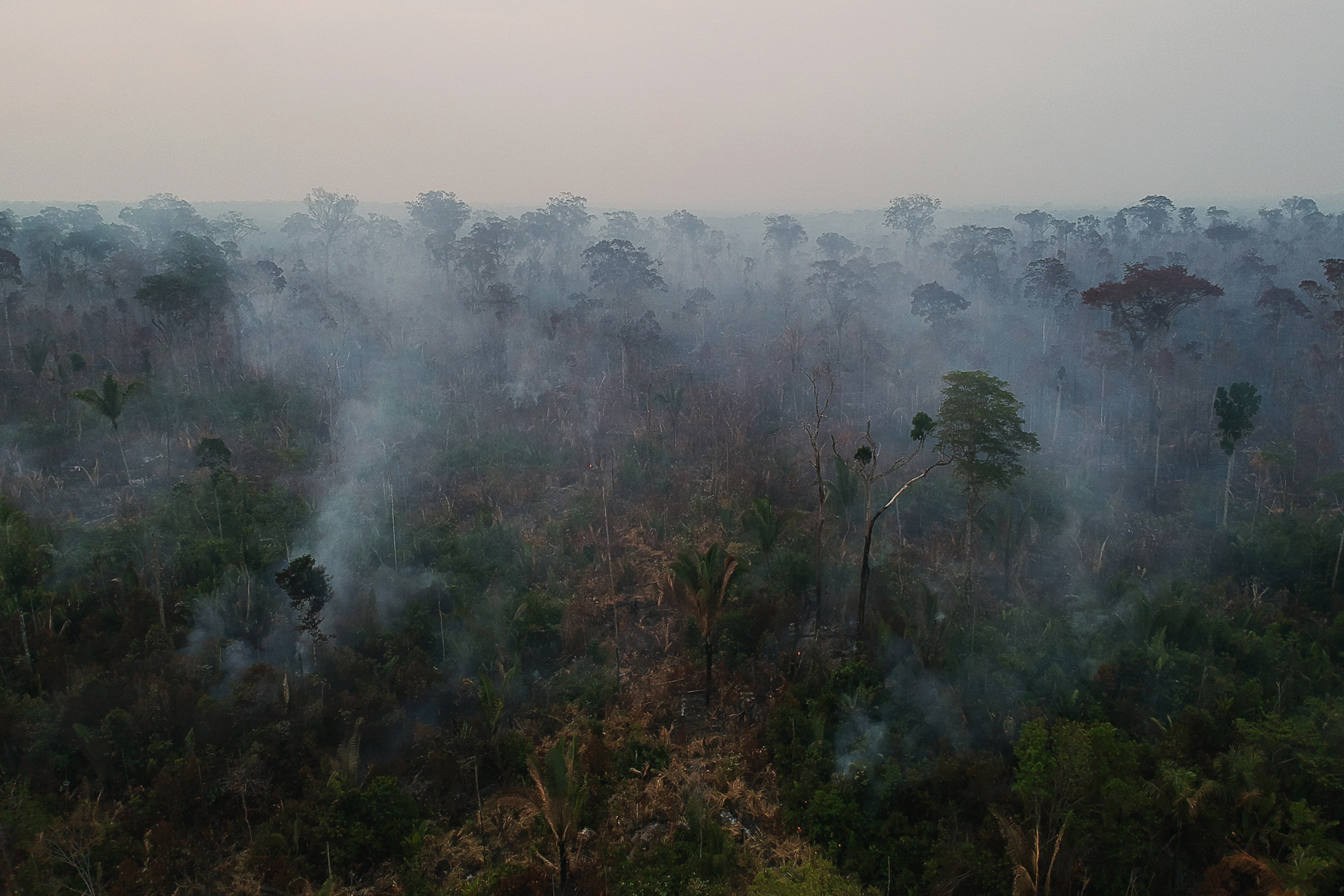 bosque cubierto de humo