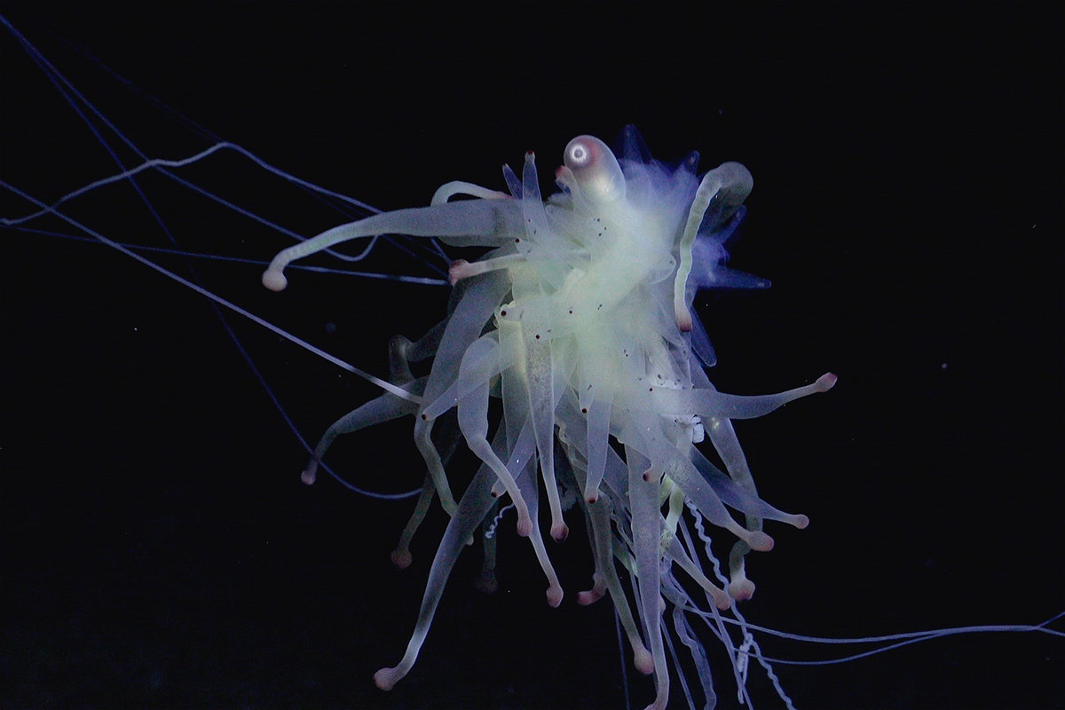 Bathyphysa siphonophore in dark water