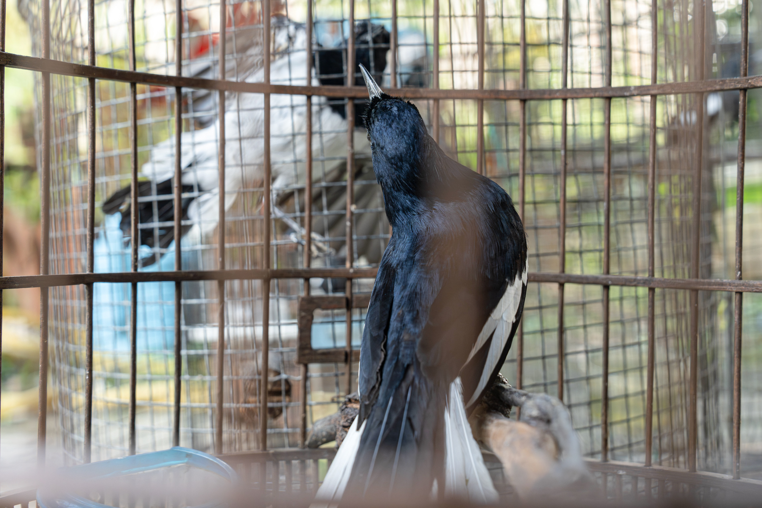 A bird confined in a cage