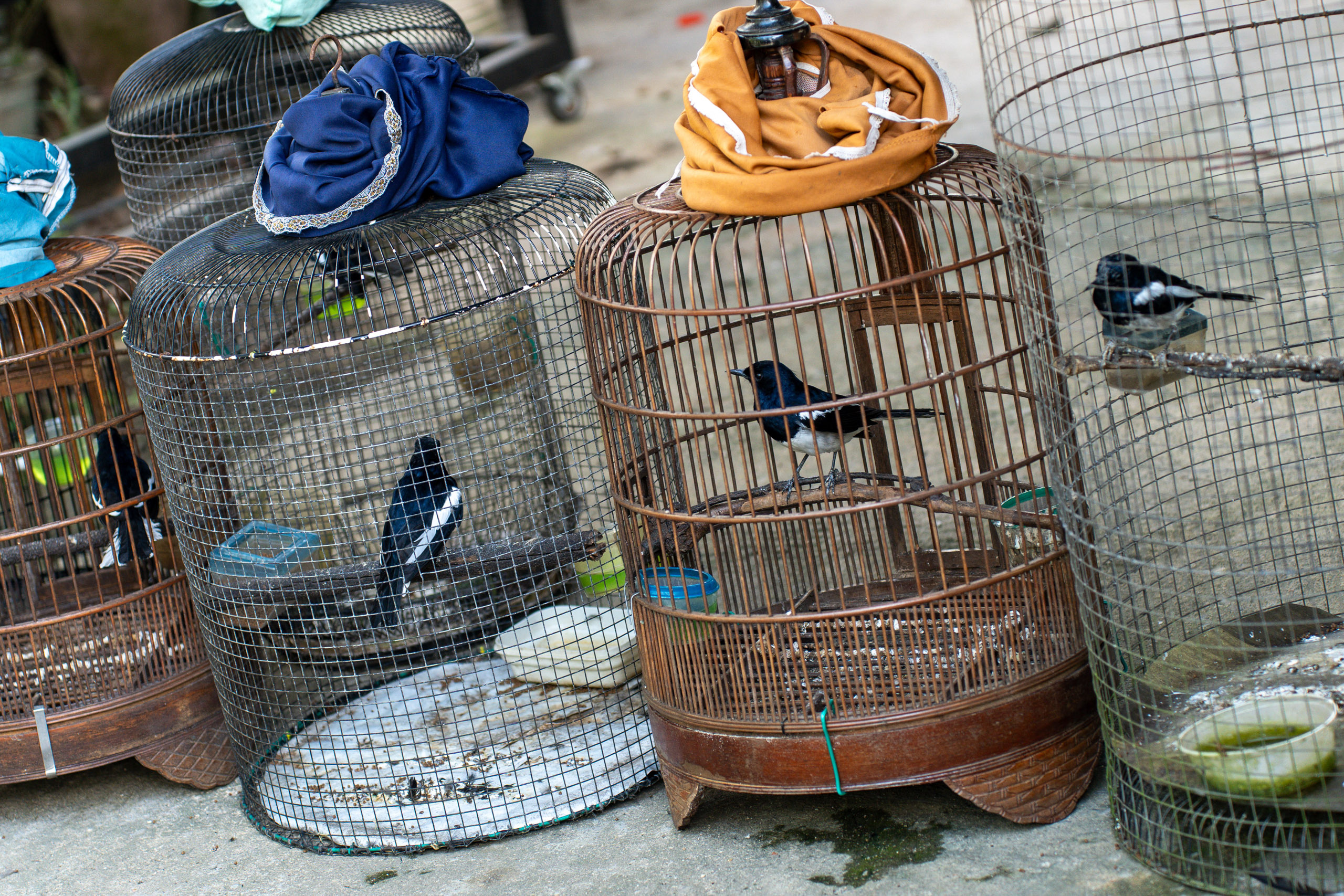 A collection of birds in cages 