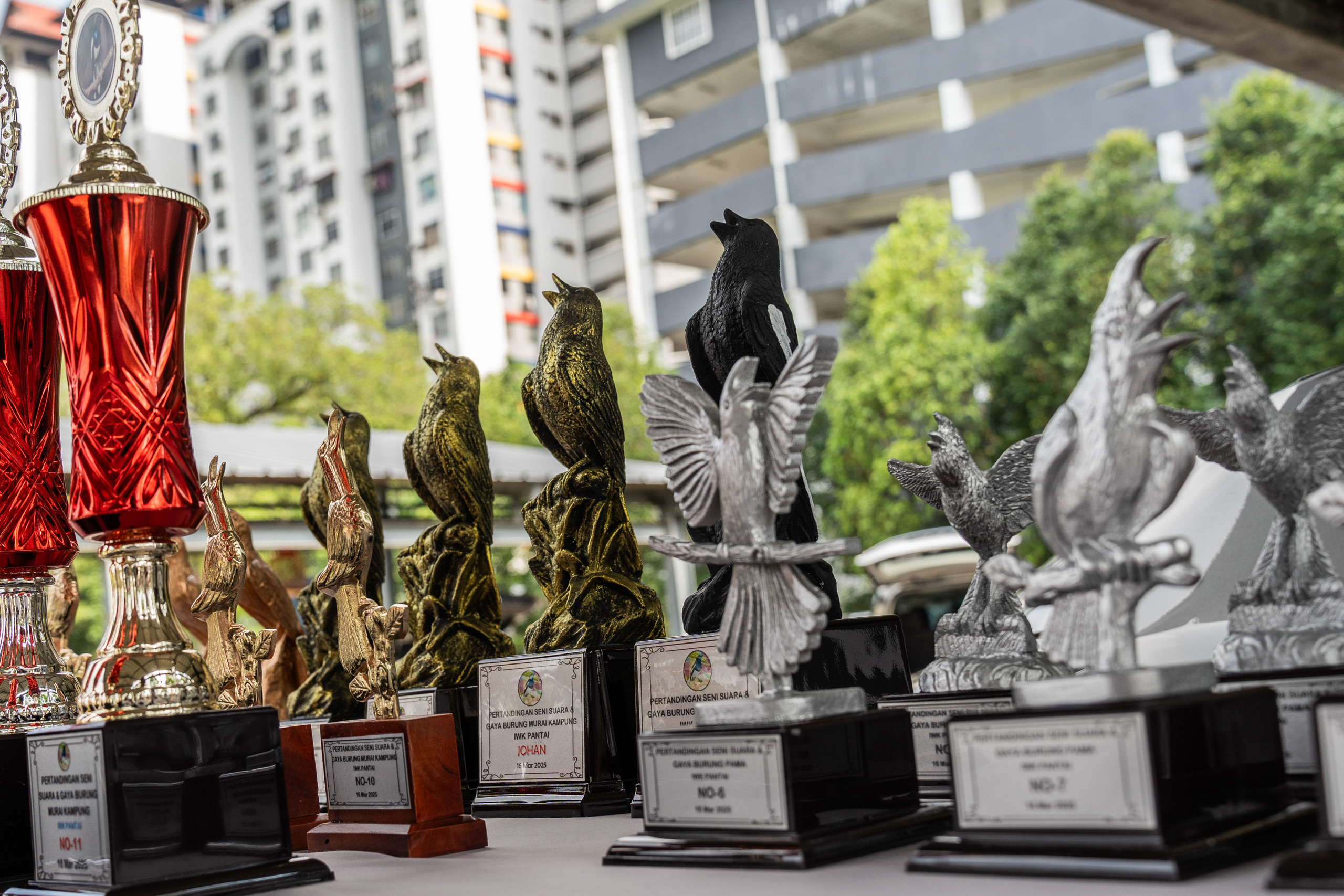 songbird competition trophies 
