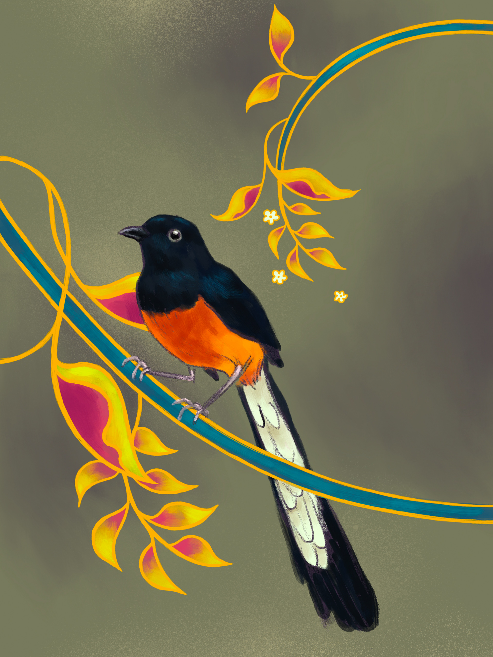 An illustration of a white-rumped shama perches on a branch