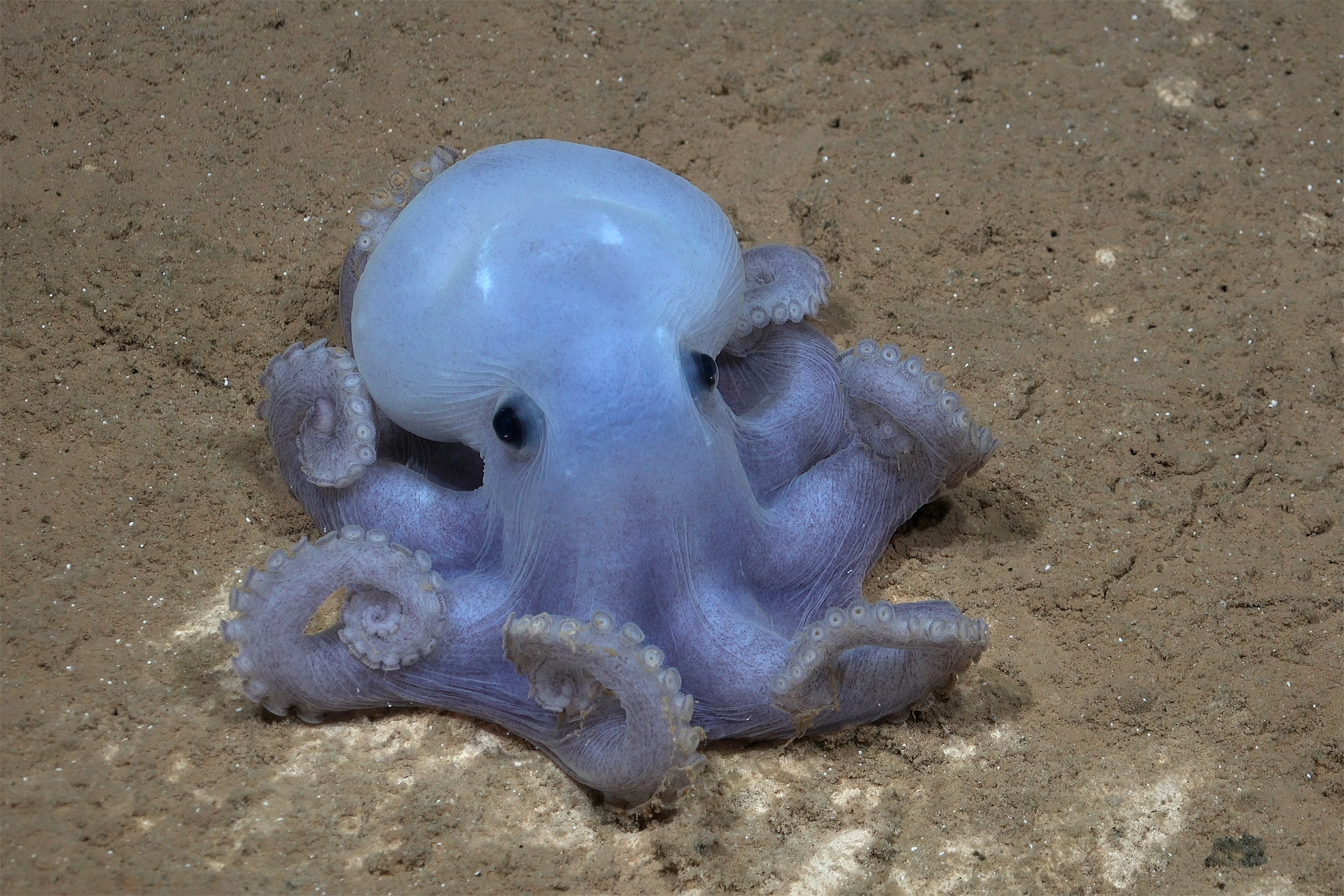 Polvo de Caspar, animal de coloração branca e azulada