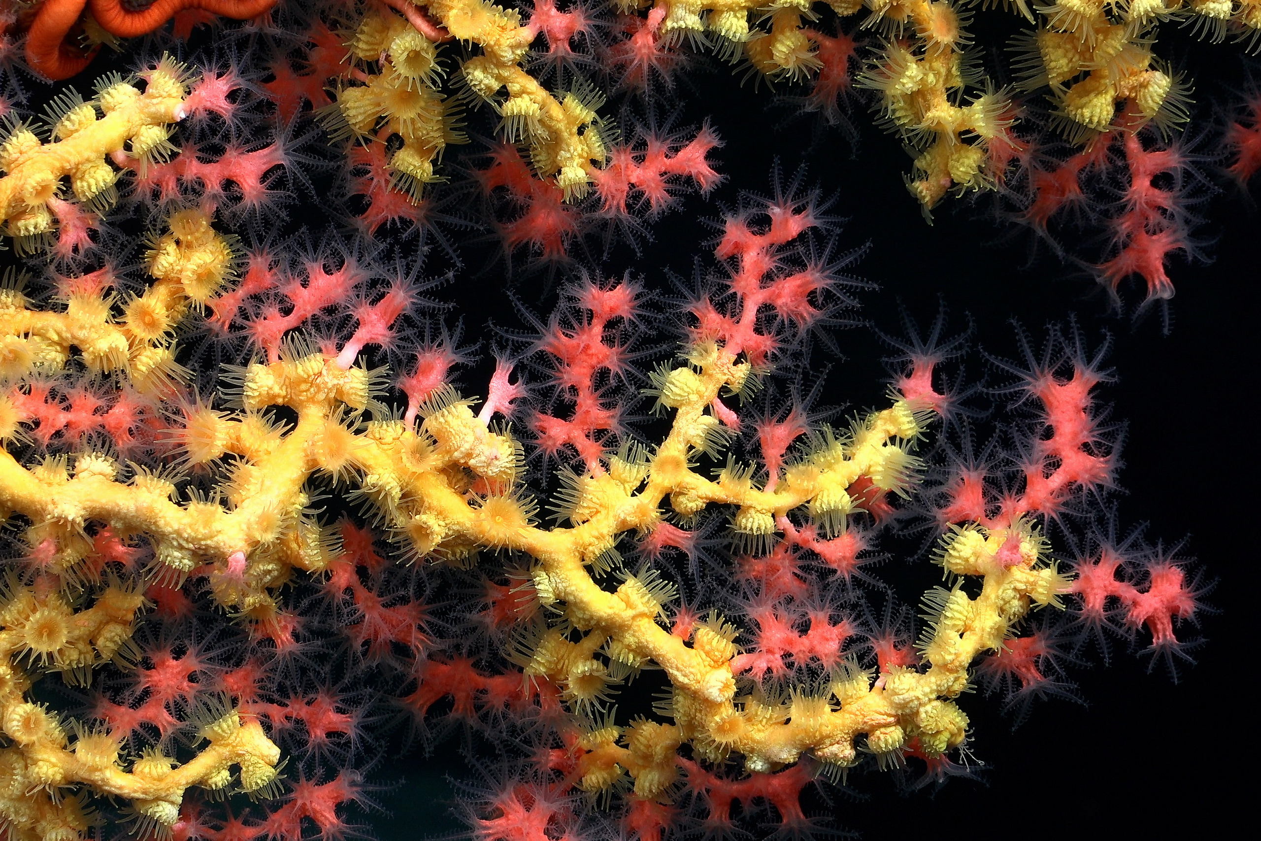Bubblegum coral (Paragorgia) covered with Midas touch (Yellow Parazoanthidae)