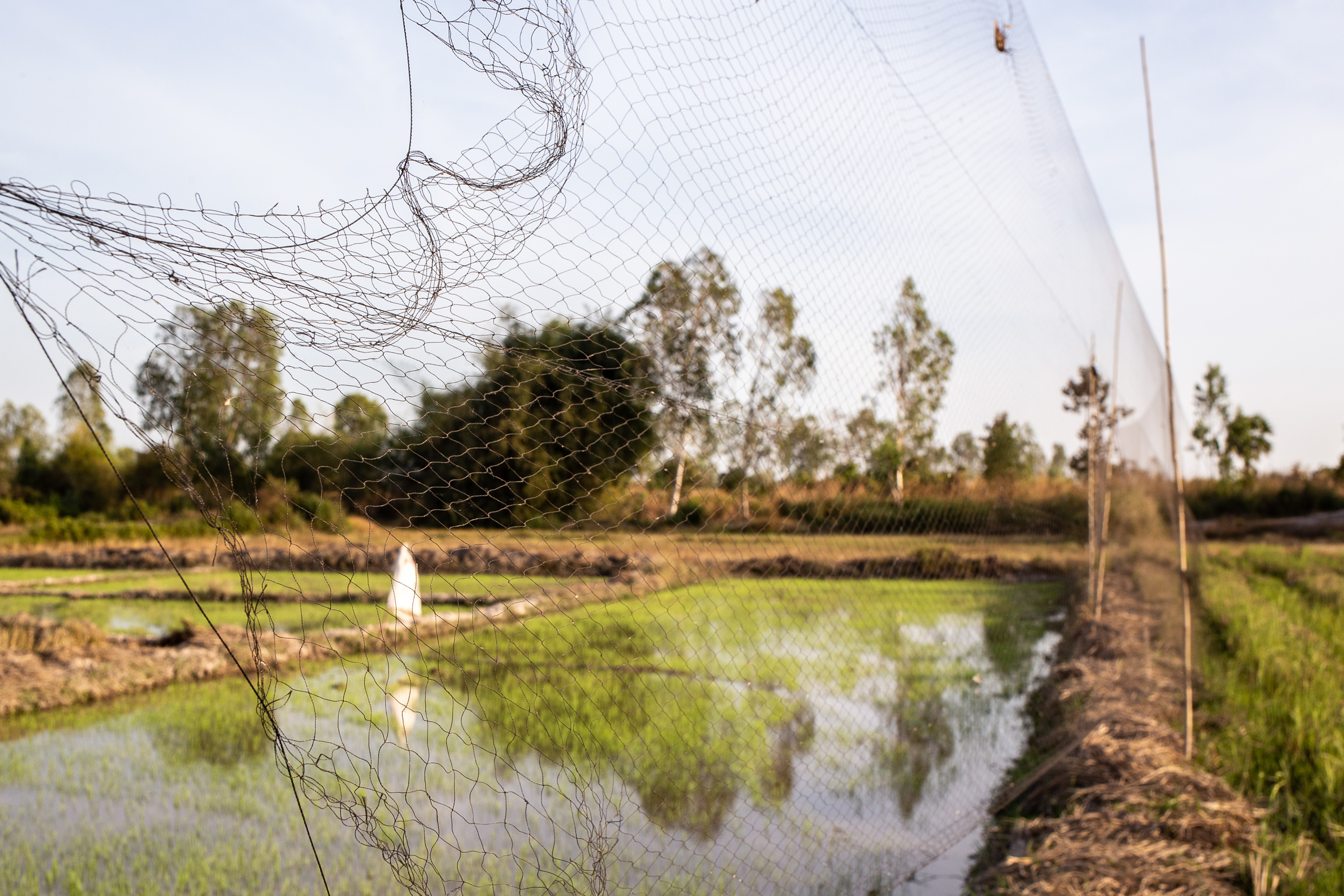 net over paddy field