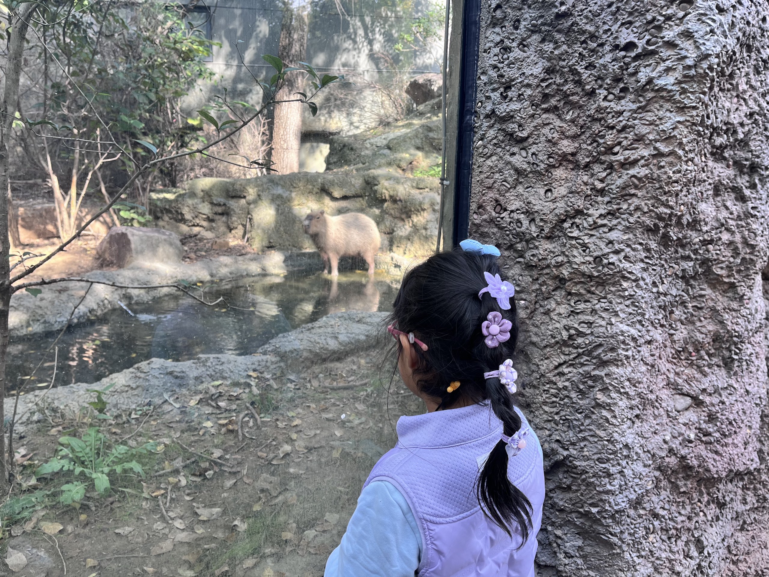 Girl observing capybara through glass windows in a zoo 