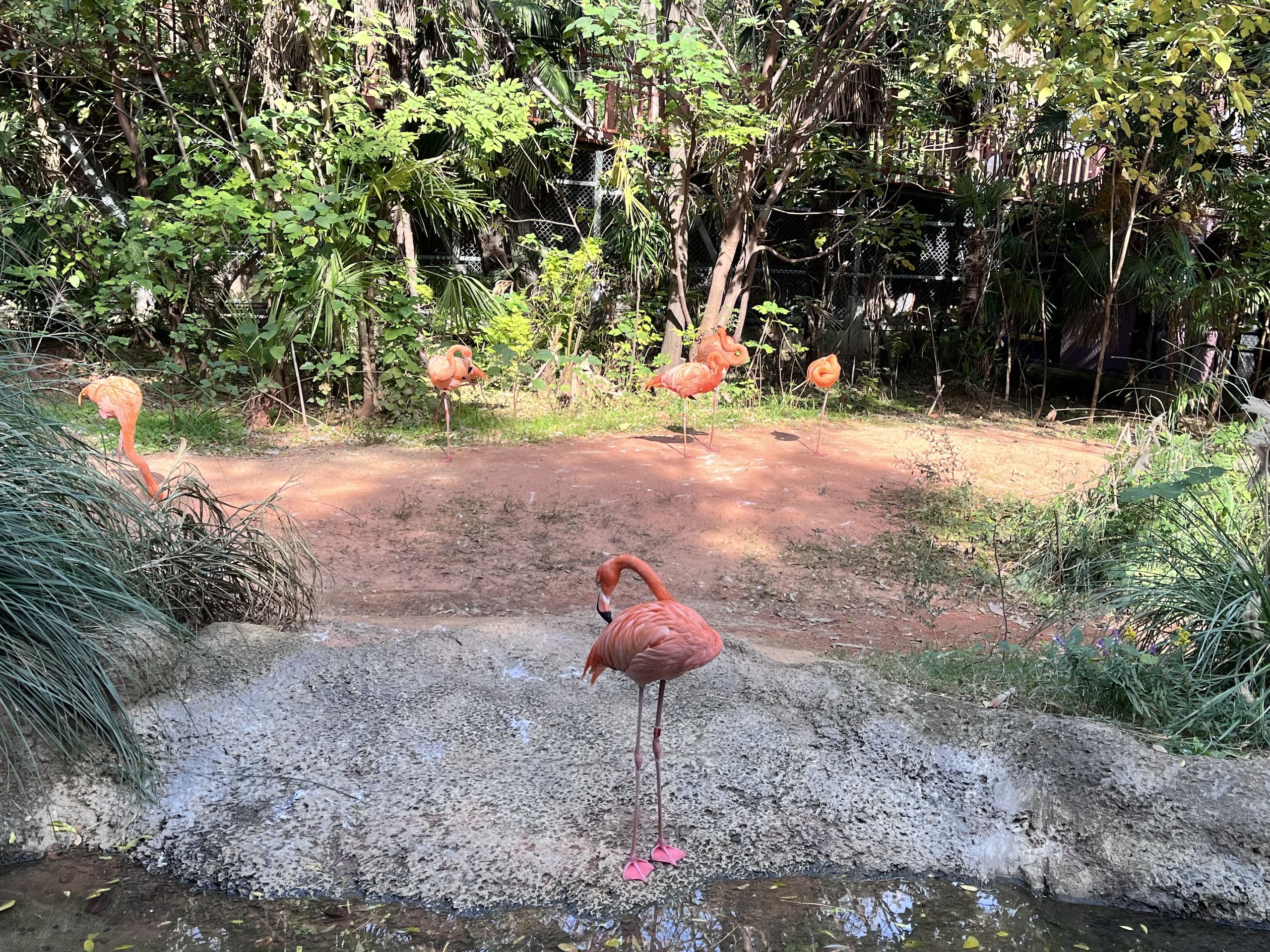 Flamingos pre-farm their wings in the zoo pool