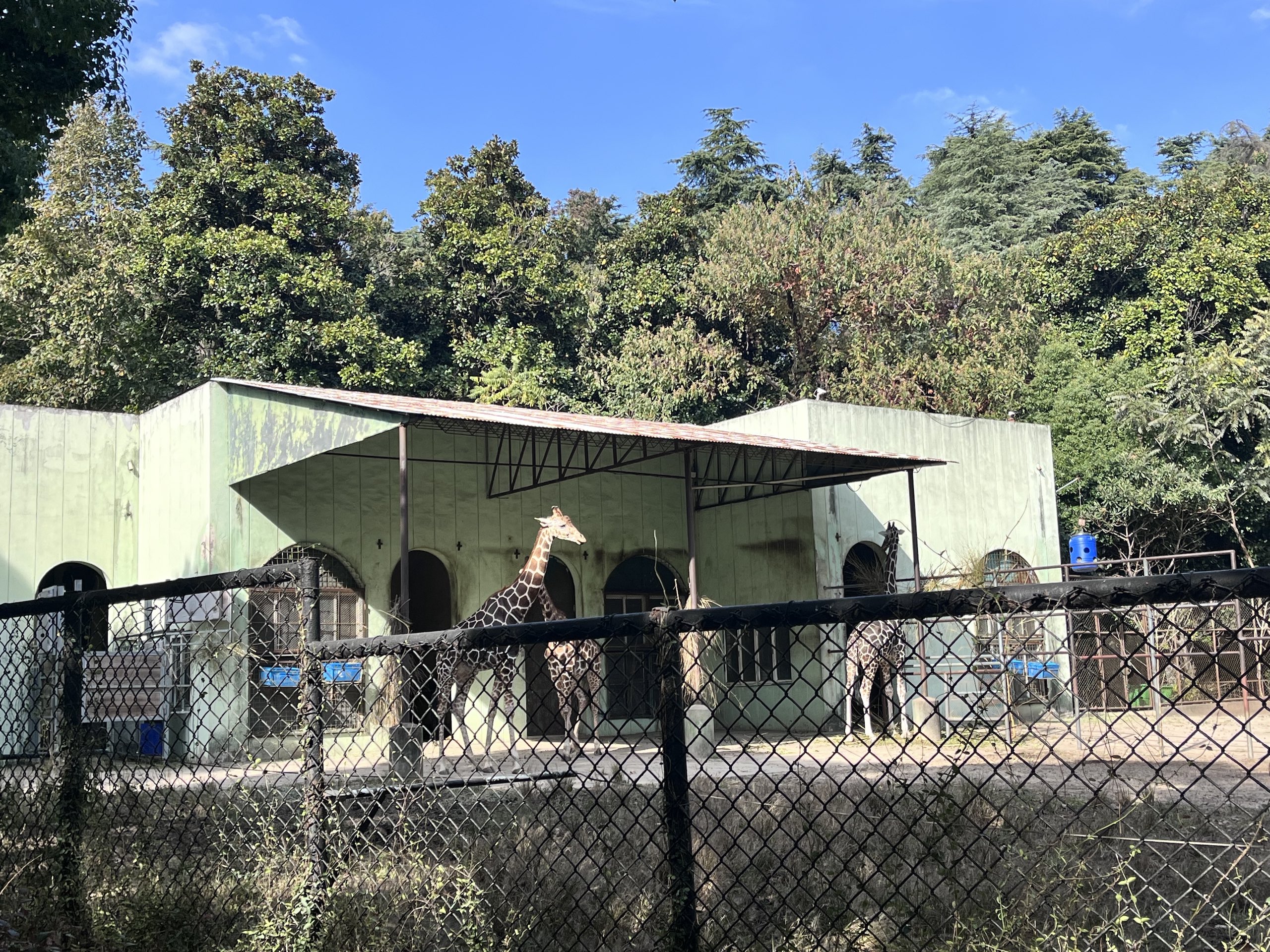 Giraffe at the zoo