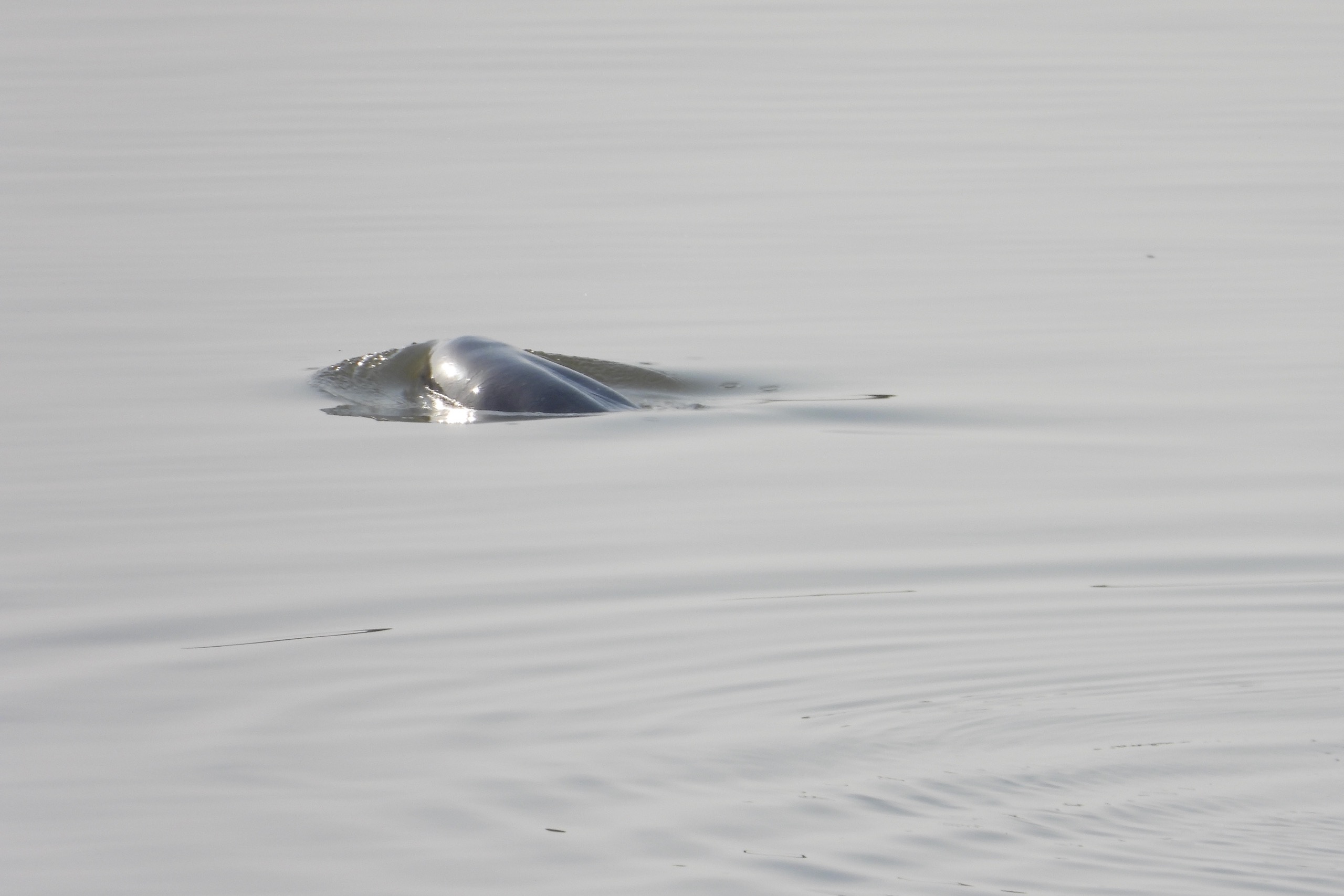 A porpoise gliding through the water
