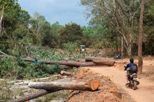 A man on a motorcycle passing felled trees at a deforestation site