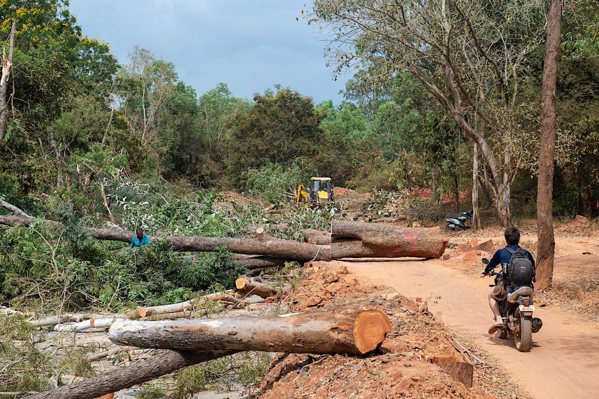 A man on a motorcycle passing felled trees at a deforestation site