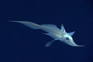 Hariotta raleighana in dark water