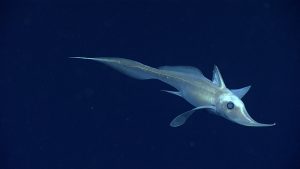 Hariotta raleighana in dark water