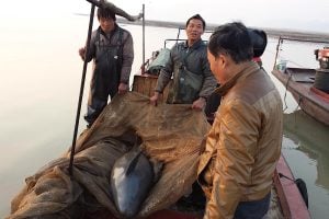 People rescue a finless porpoise in a lake