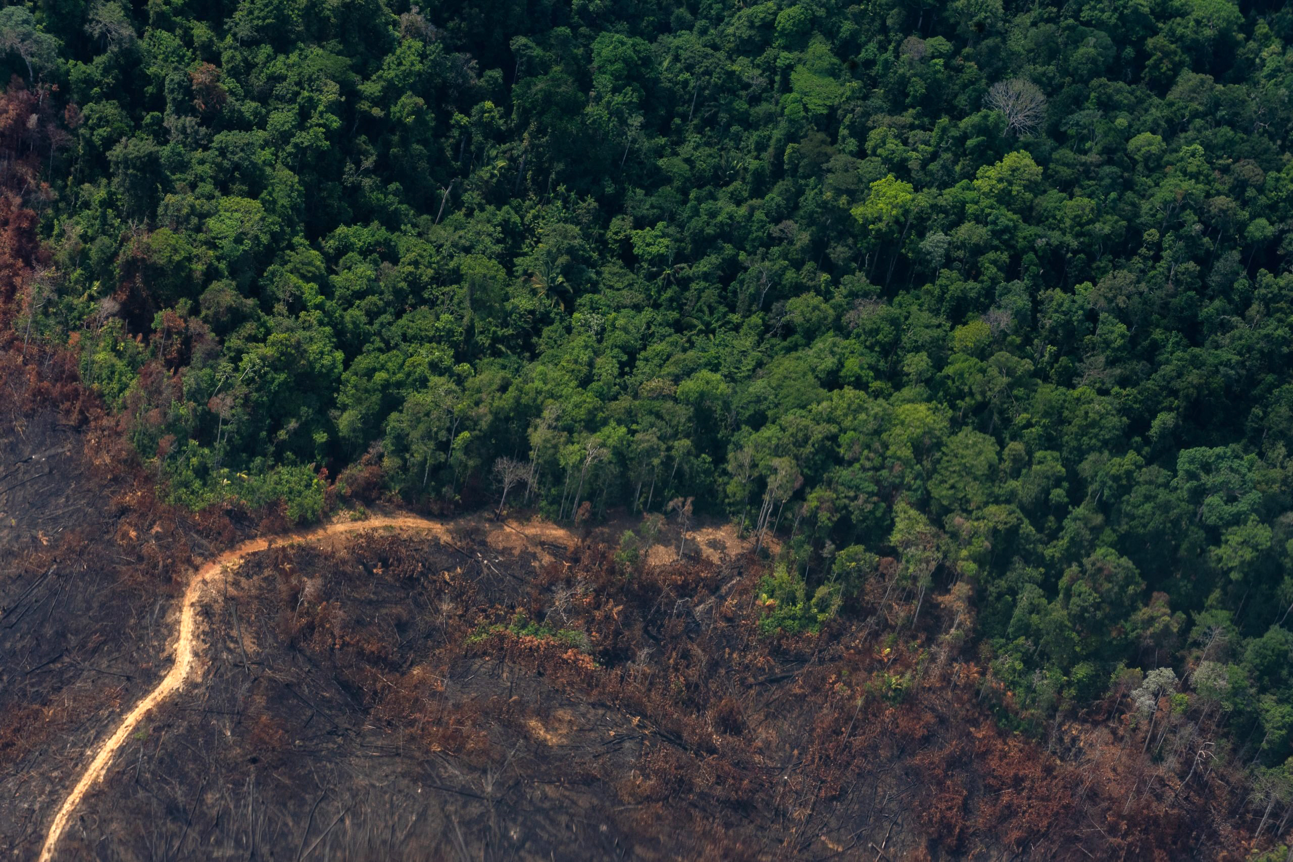 Aerial view of forest with areas of deforestation 