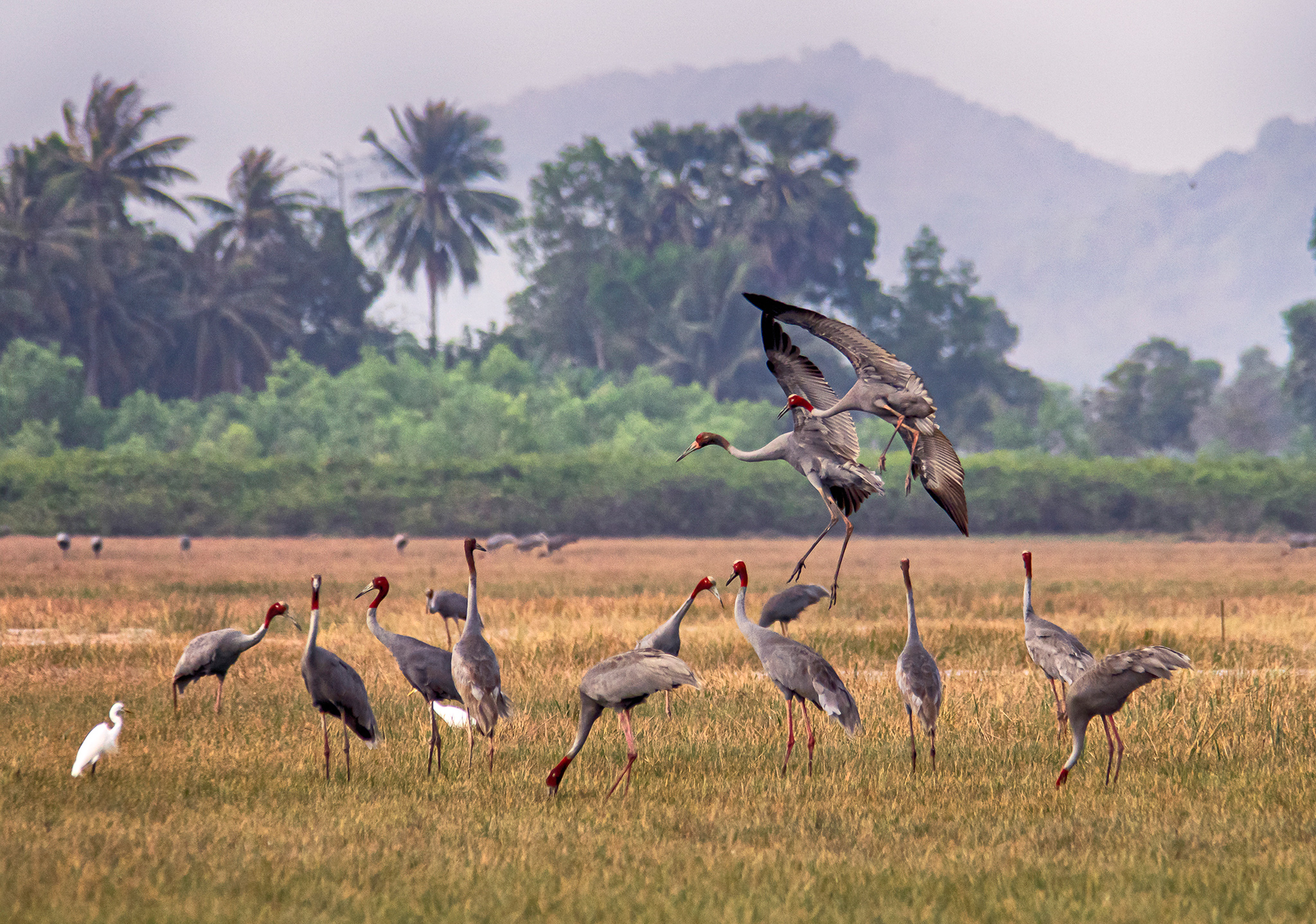 A group of sarus cranes  gathered in a green field