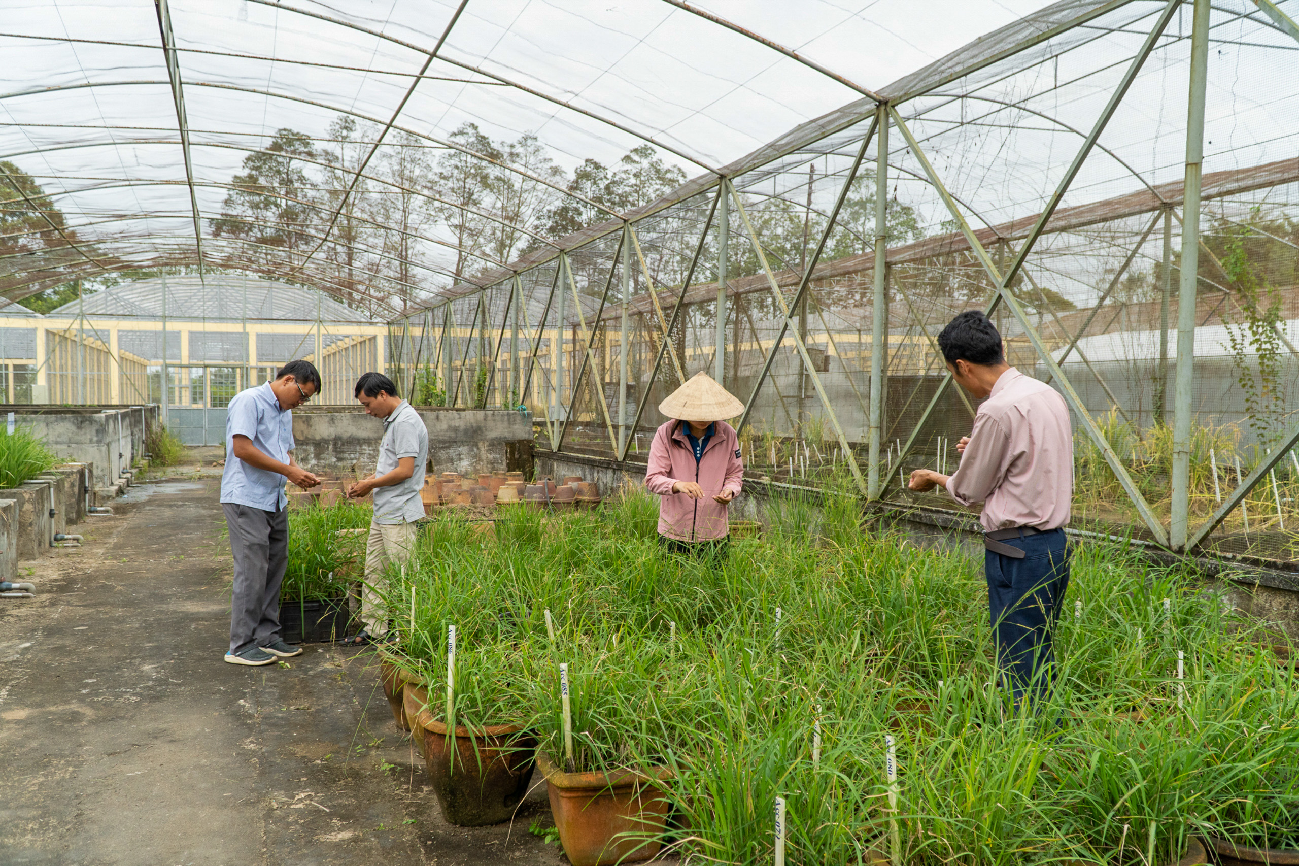 A group of people tending to plants inside a greenhouse