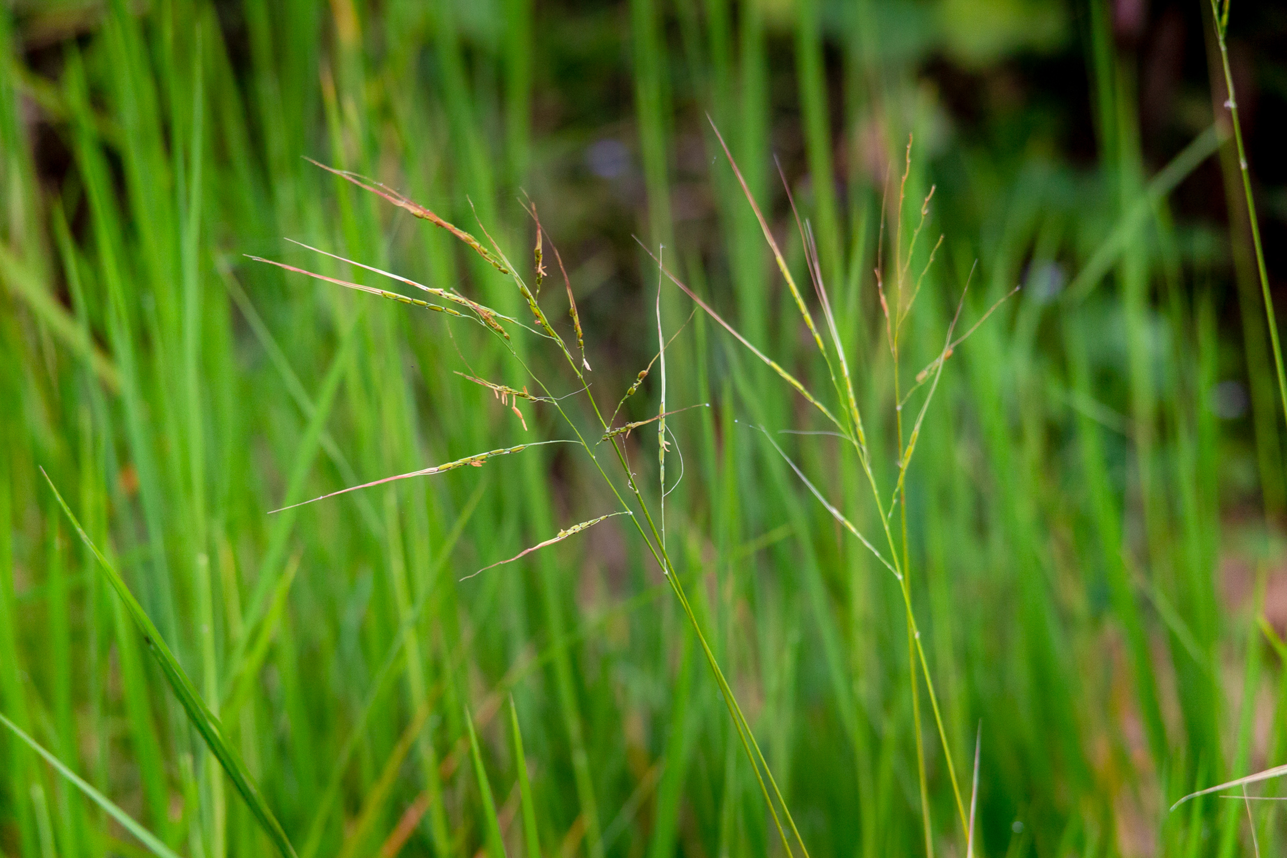A cluster of rice in the farmland