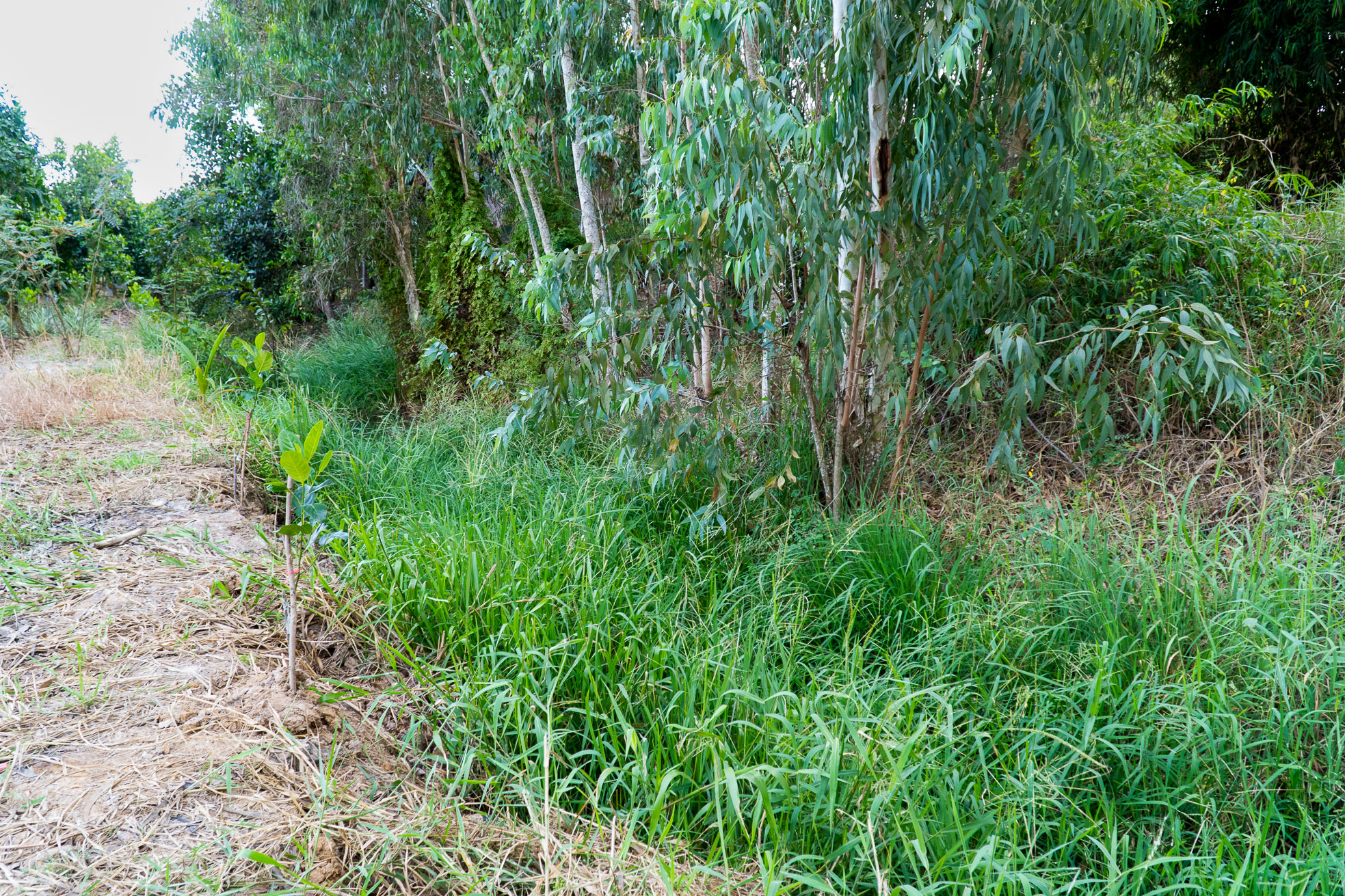 rice growing on a canal bank 