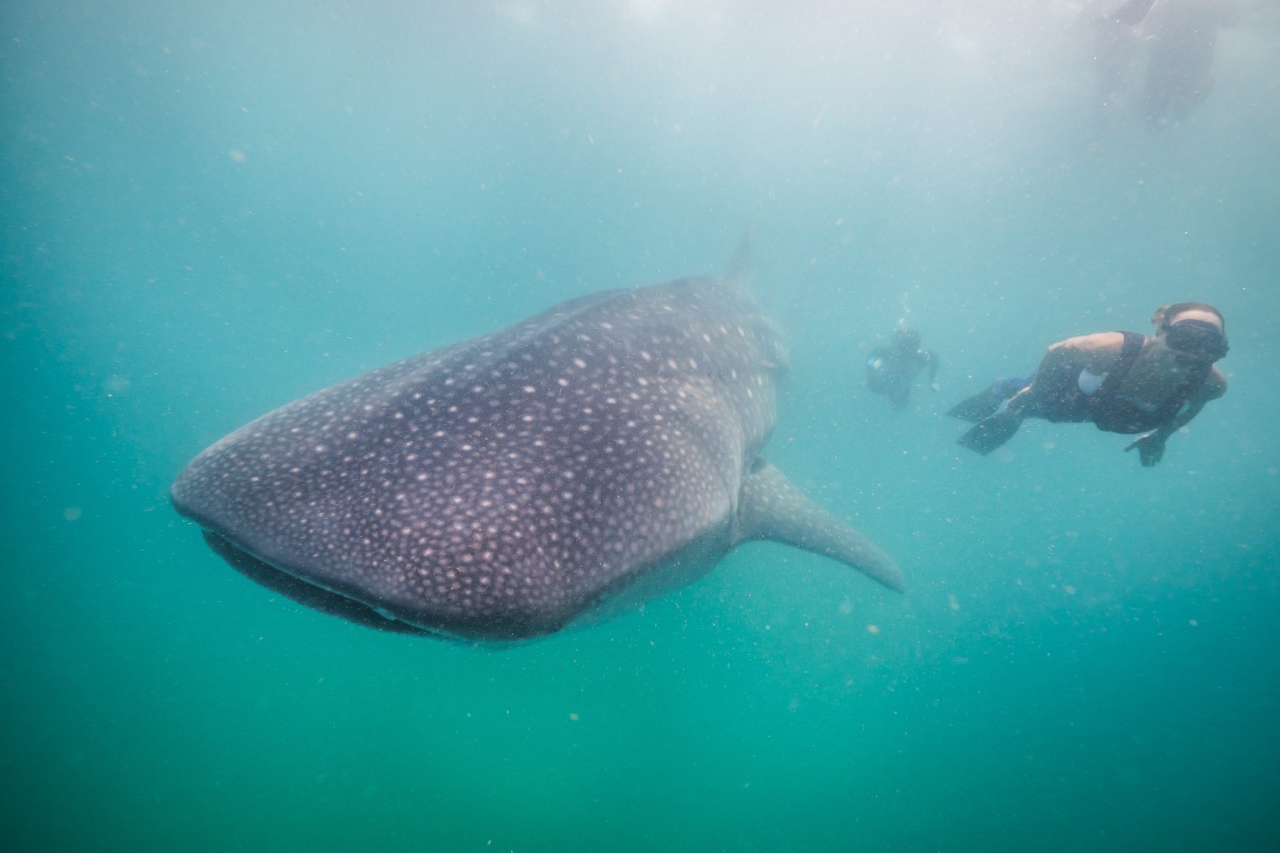 Marine Conservation Lessons From Mozambique marine-conservation-lessons-from-mozambique