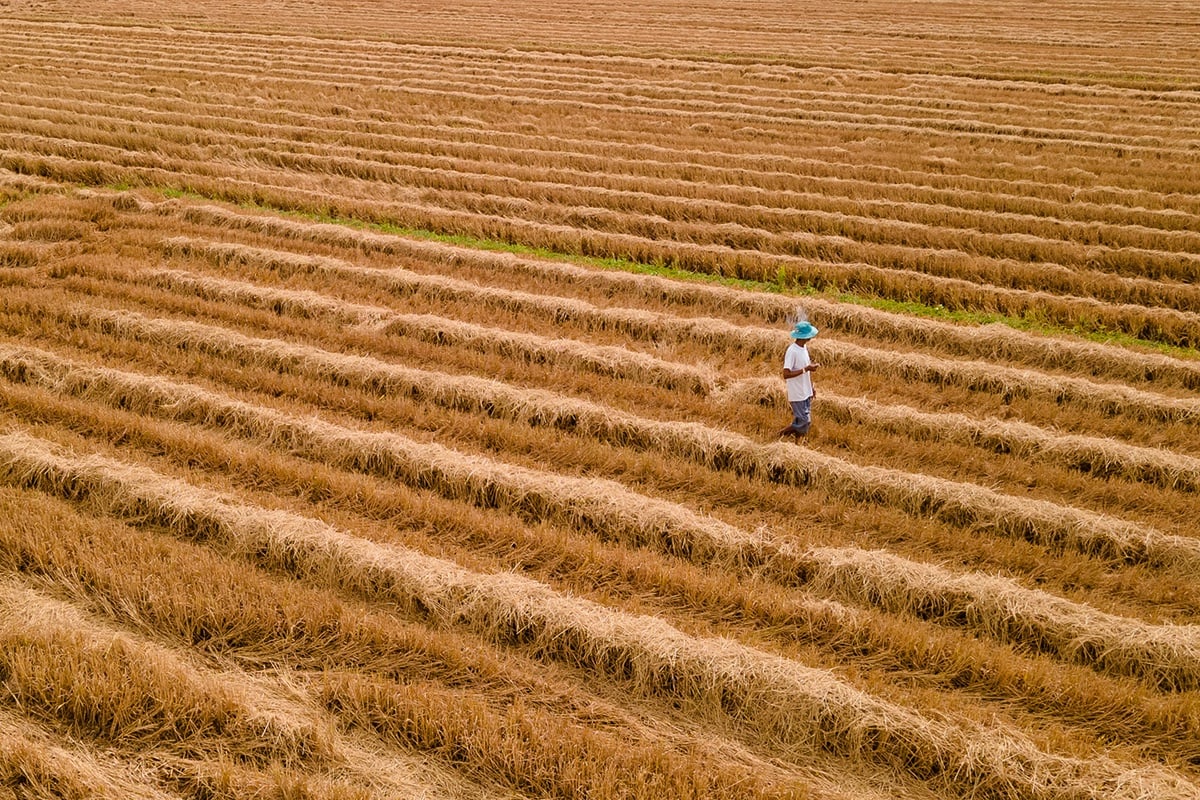 Aerial view of a farmer walking through a golden farmland