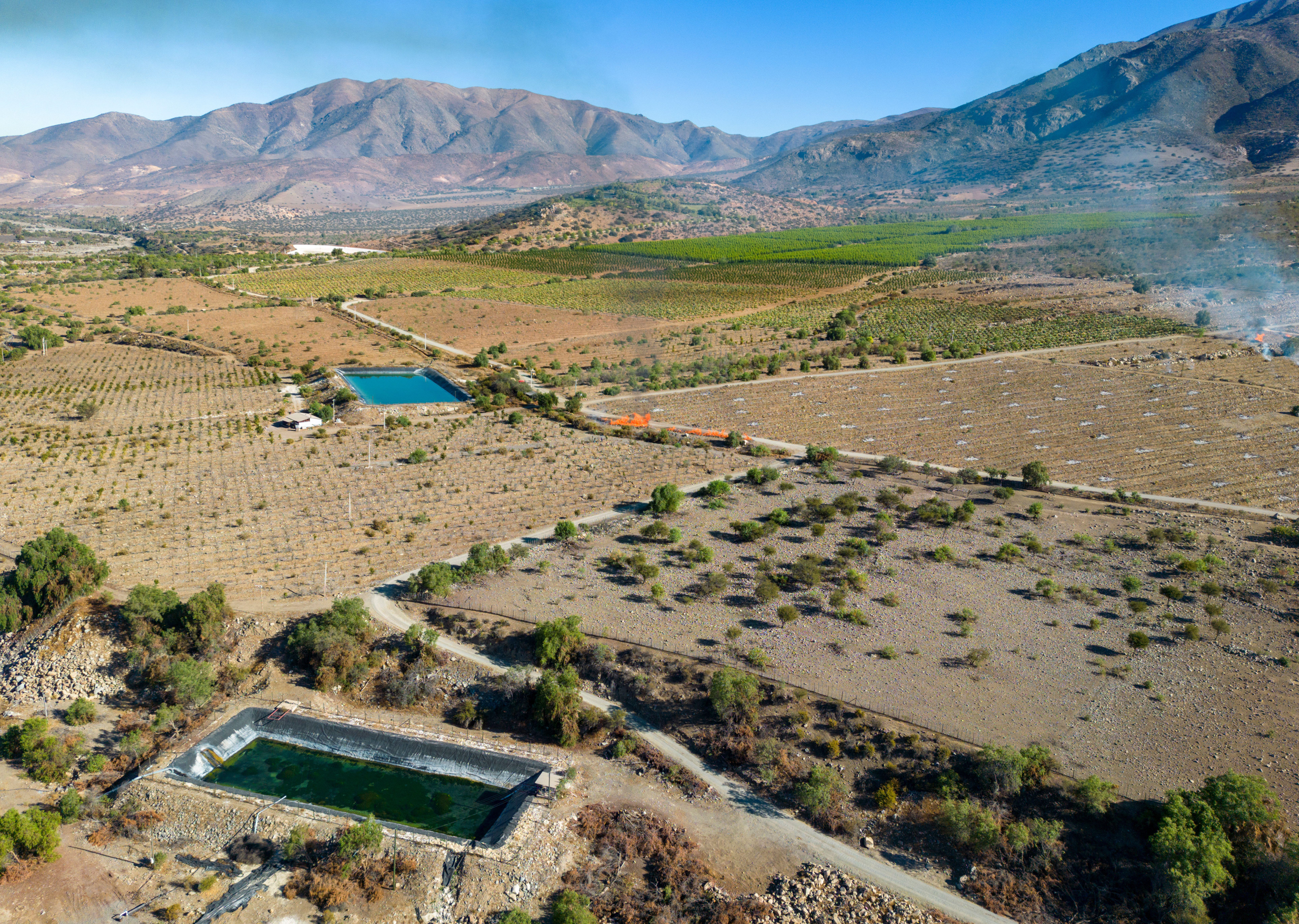 Vista aérea de una plantación de cítricos al lado de una montaña