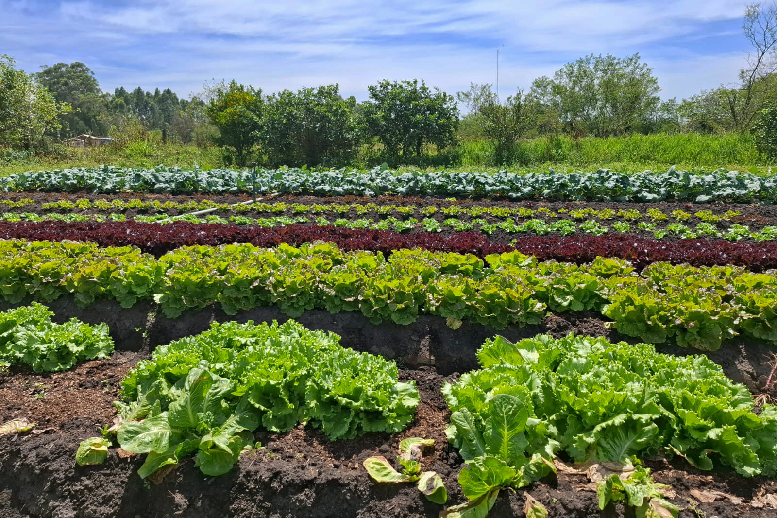Hortaliças em terreno da família Porto em abril de 2025
