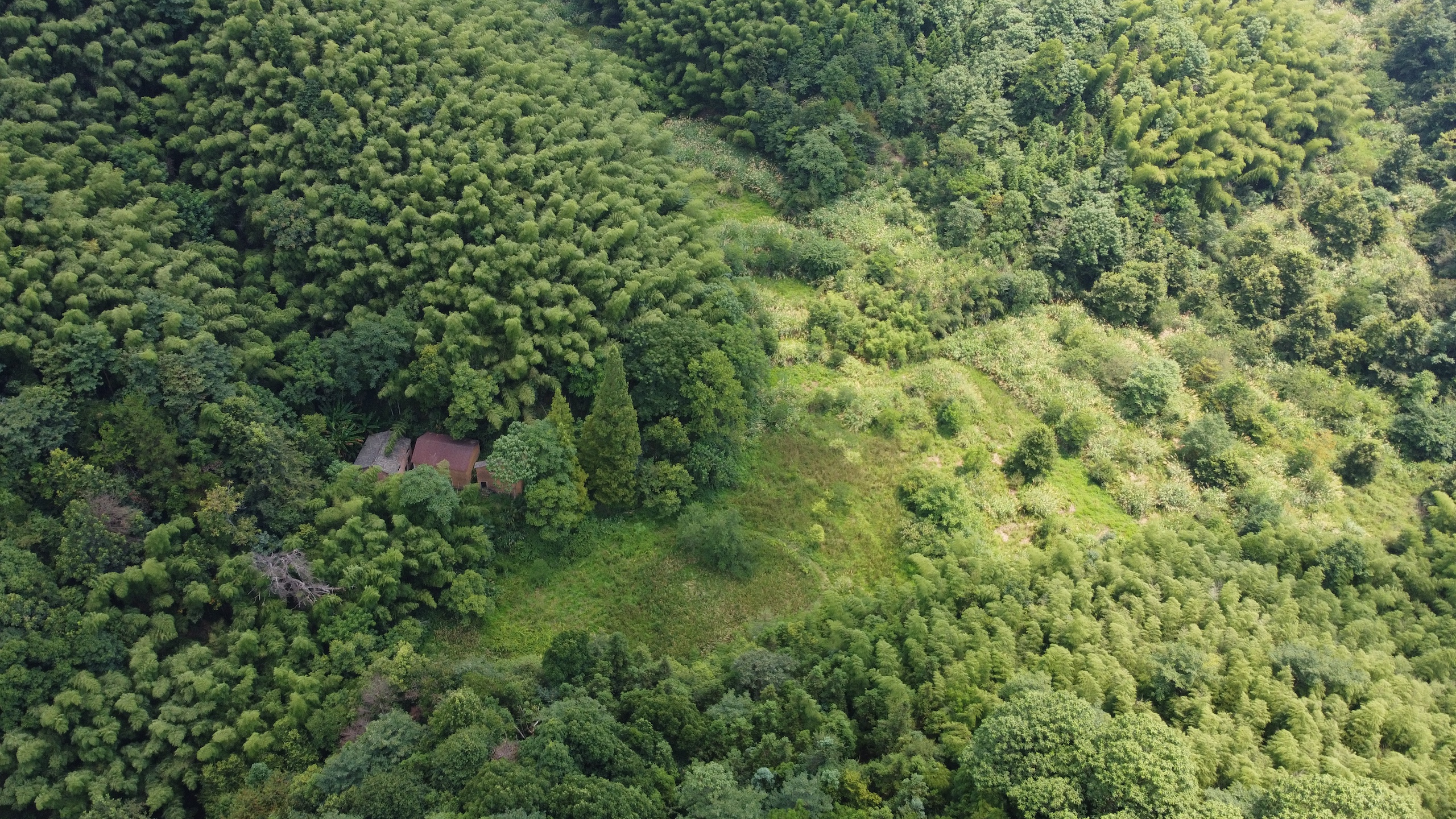 A forested firefly habitat
