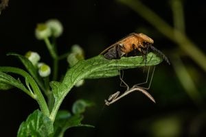 A firefly rests on the leaf of a plant