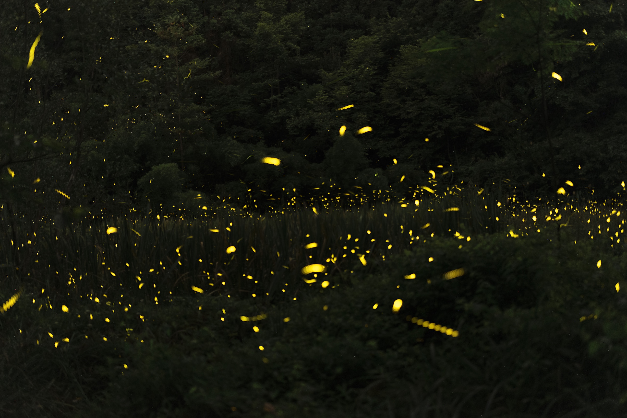Fireflies glow in the dark