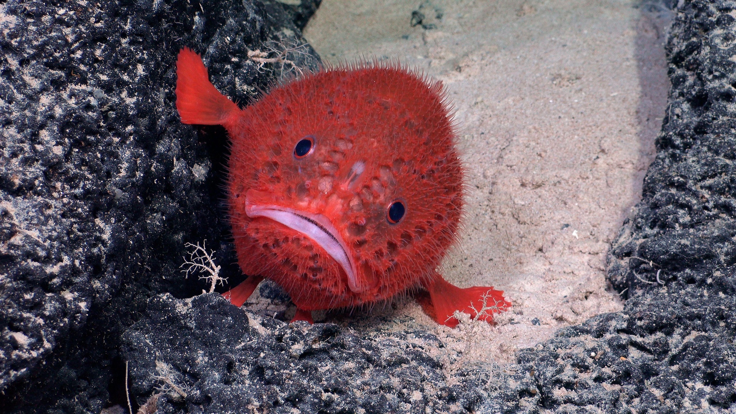 A Chaunacops coloratus using its pectoral fins braced against both rock and sand.