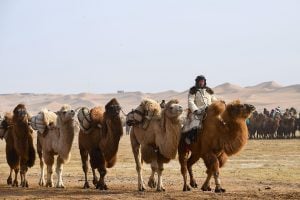 A herdsman leads a team of camels in a dessert area