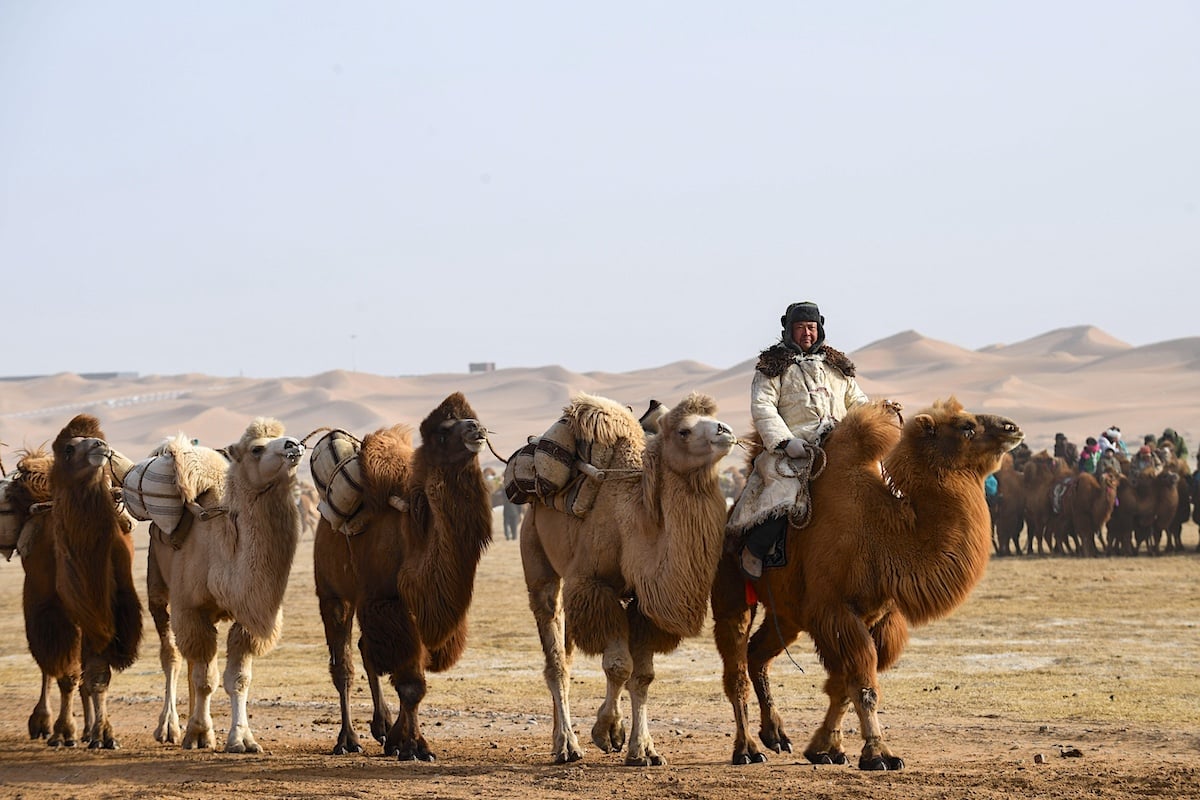 A herdsman leads a team of camels in a dessert area