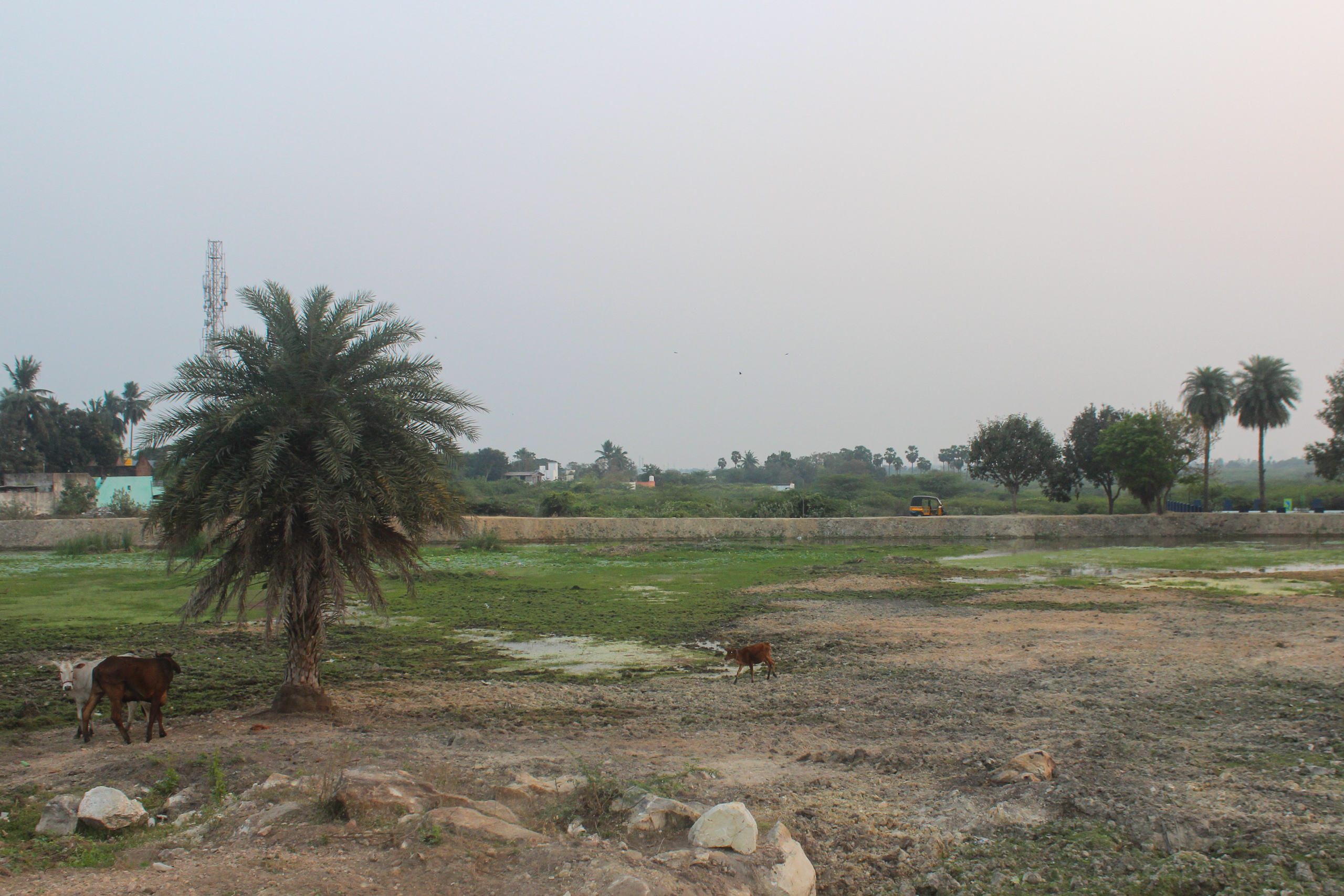 A field featuring a cow grazing near a large tree 