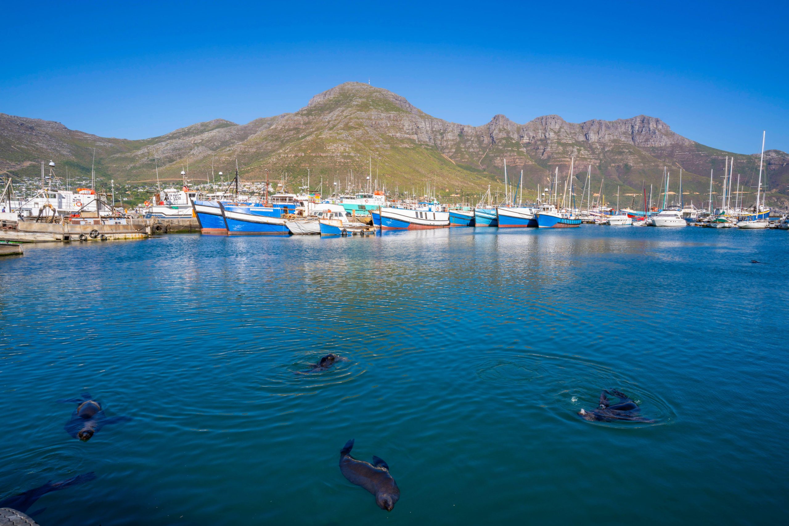 Cape fur seals swim in harbour with moored boats