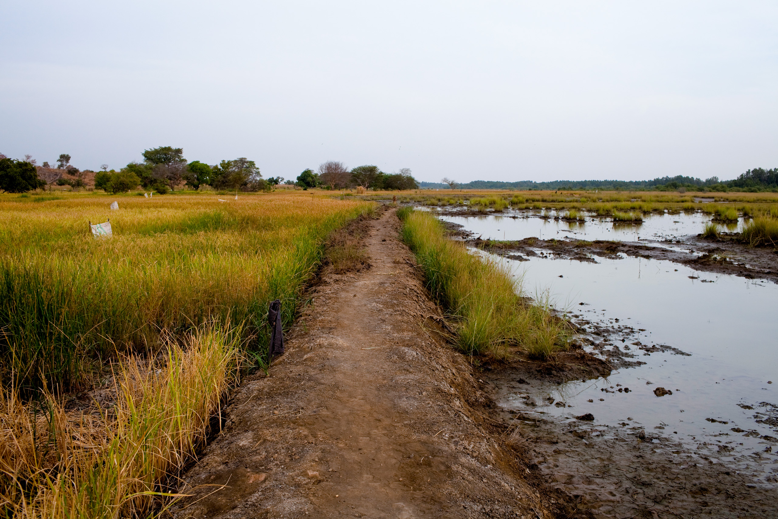 dyke next to paddy field 