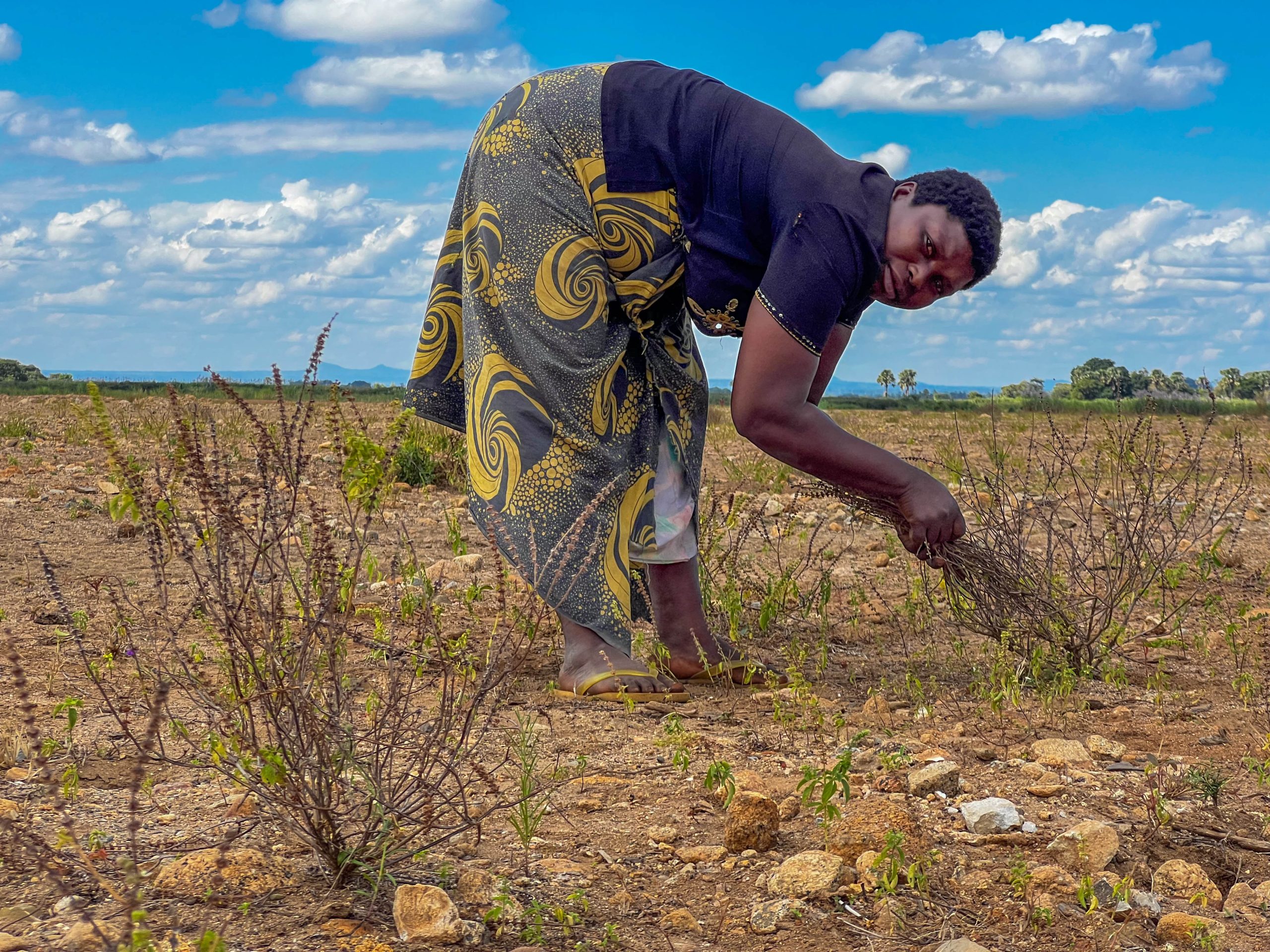 woman leaning over at waist to examine low plant