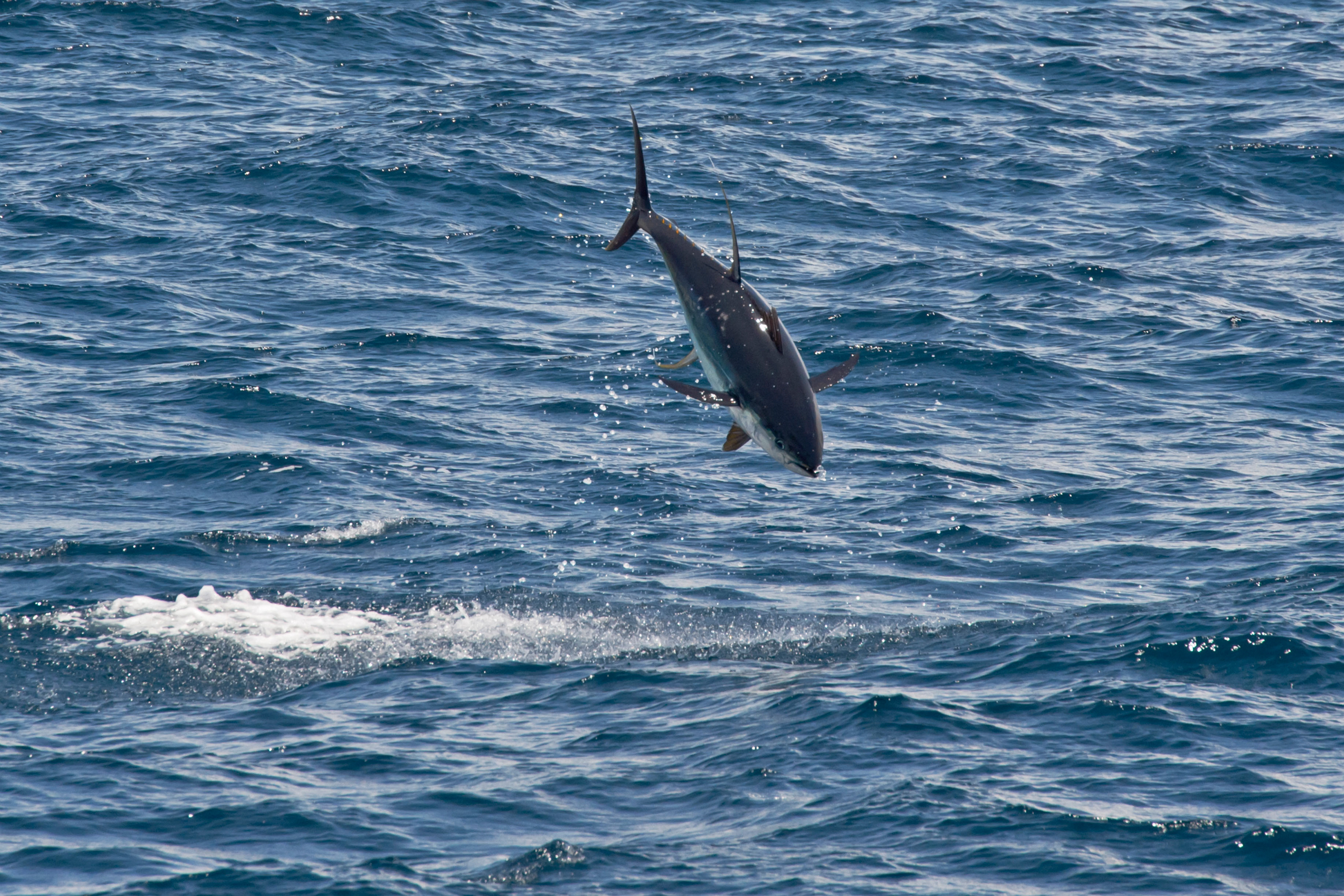 Jumping Yellowfin Tuna