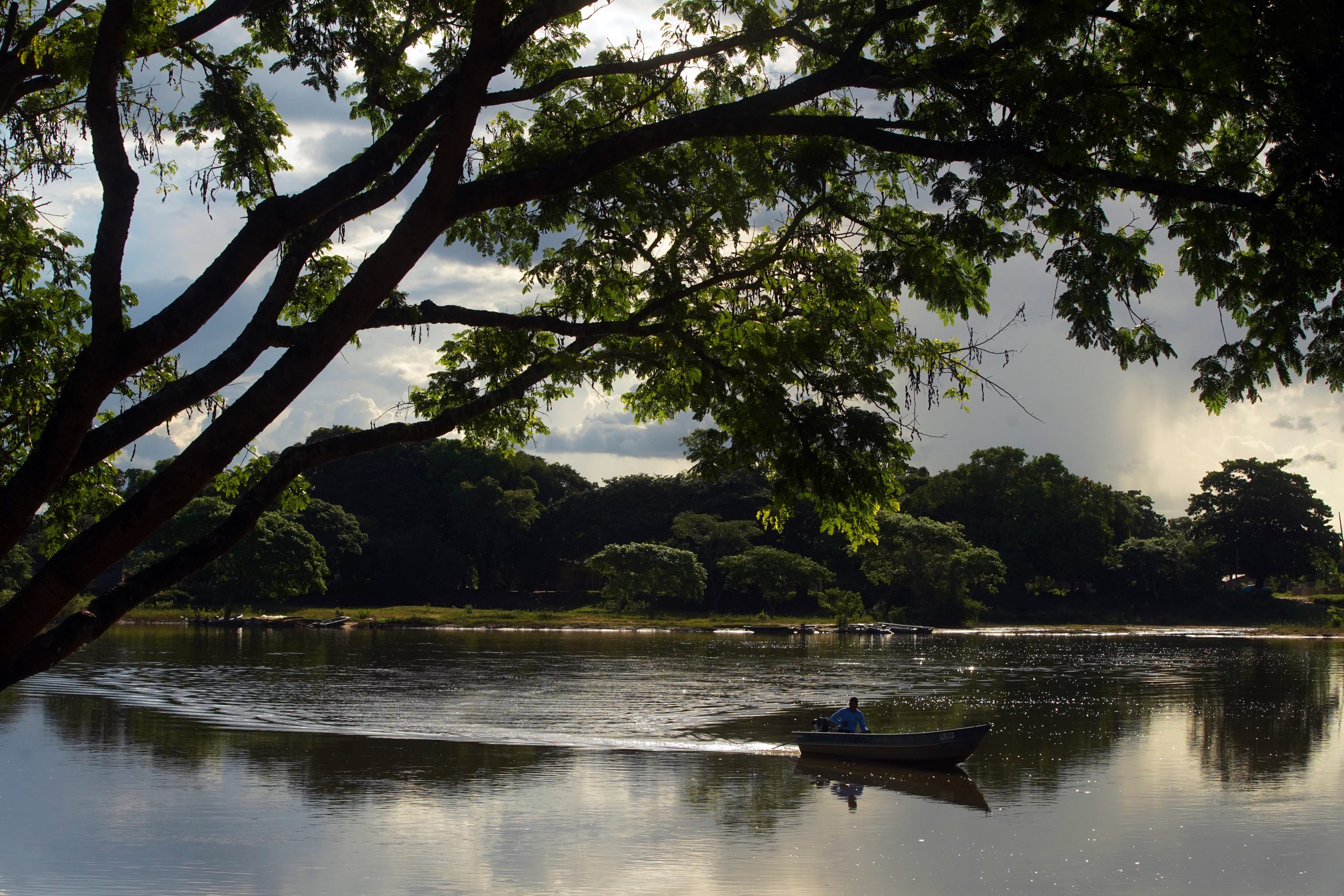 trees hanging over large body of dark water