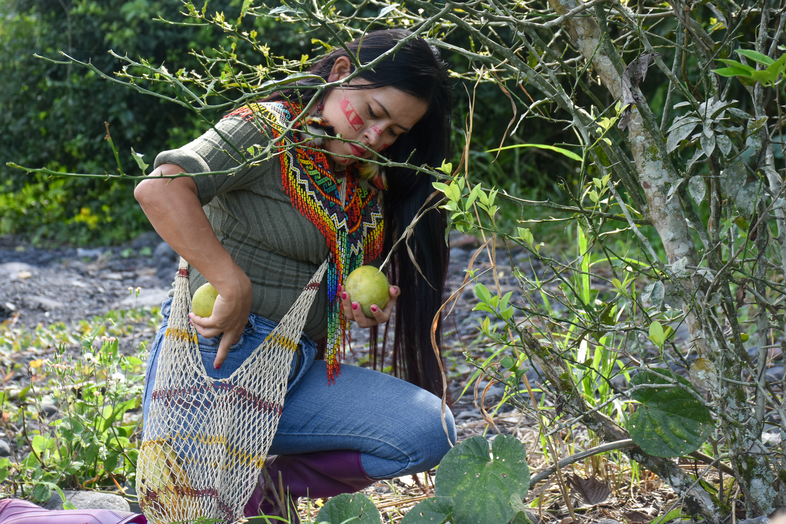 <p>A member of the San Andrés Shuar community harvests lemons in Ecuador’s Morona Santiago province. The Shuar people, who inhabit Amazonian lands across Ecuador and Peru, are using their traditional knowledge to adapt to climate change (Image: Dunio Chiriap Jimbicti / Dialogue Earth)</p>