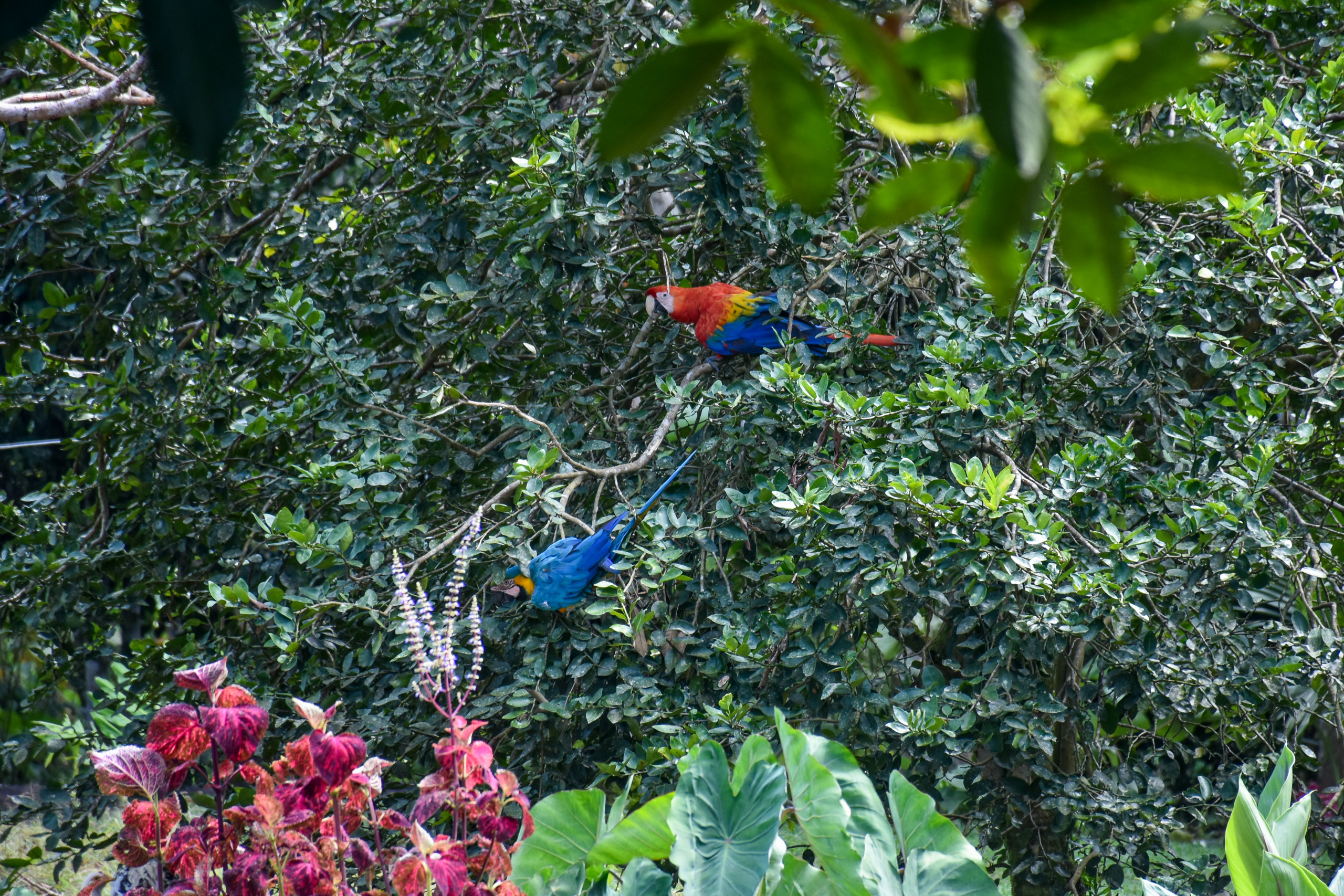 A pair of perched macaws perched on a tree branch