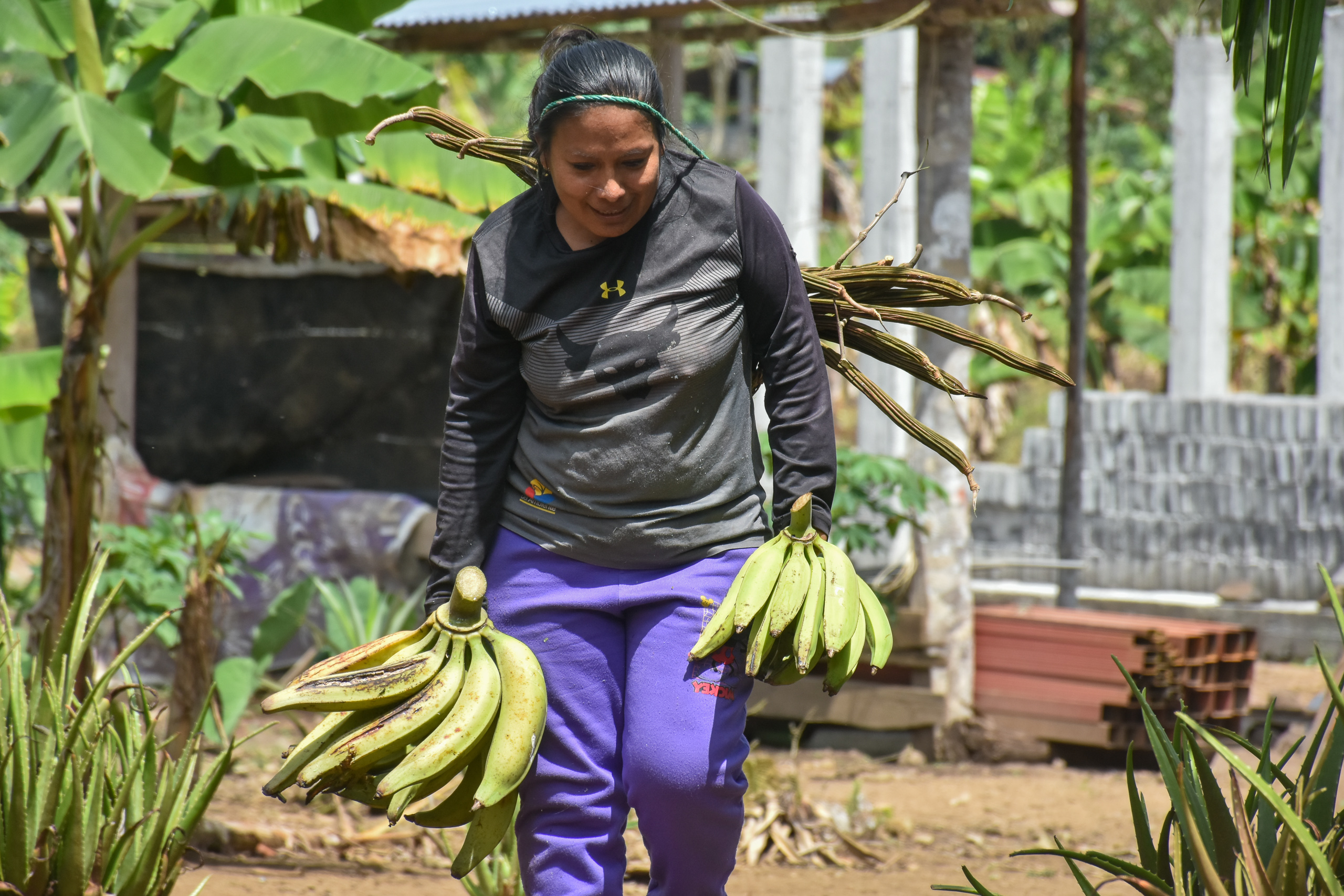 A woman carrying a large bunch of ripe bananas in her arms