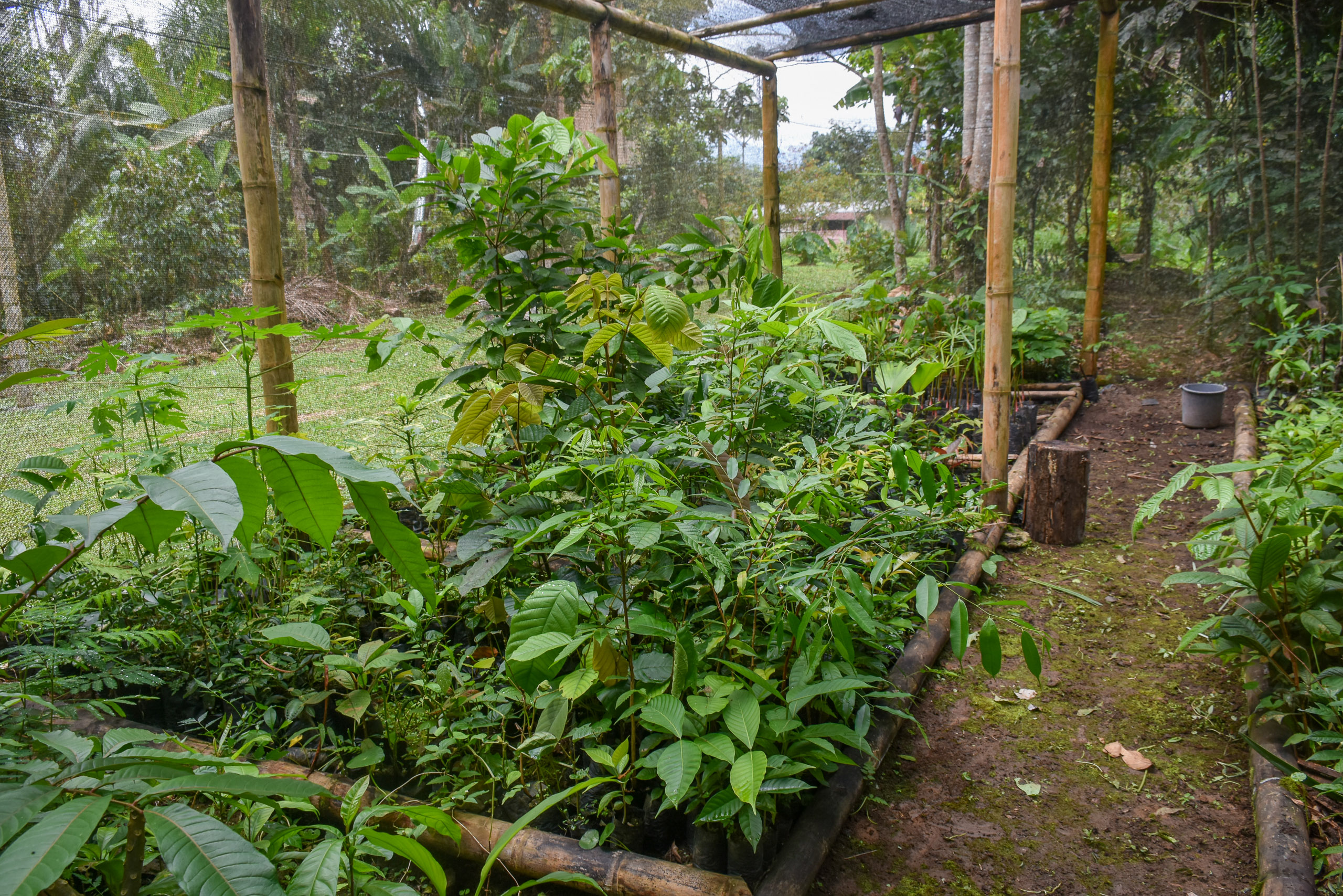A vibrant field of green plants