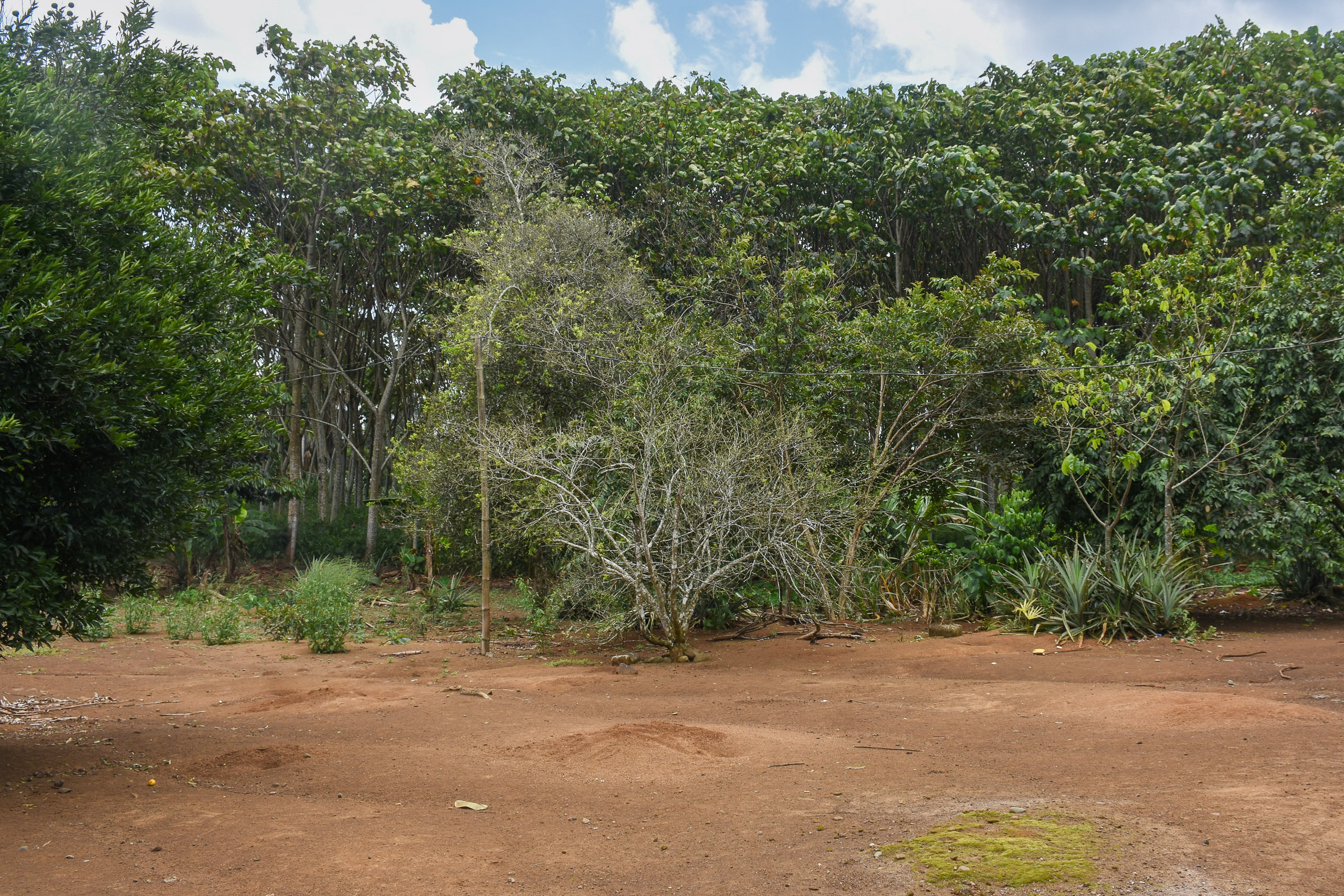 trecho de floresta com solo marrom descoberto