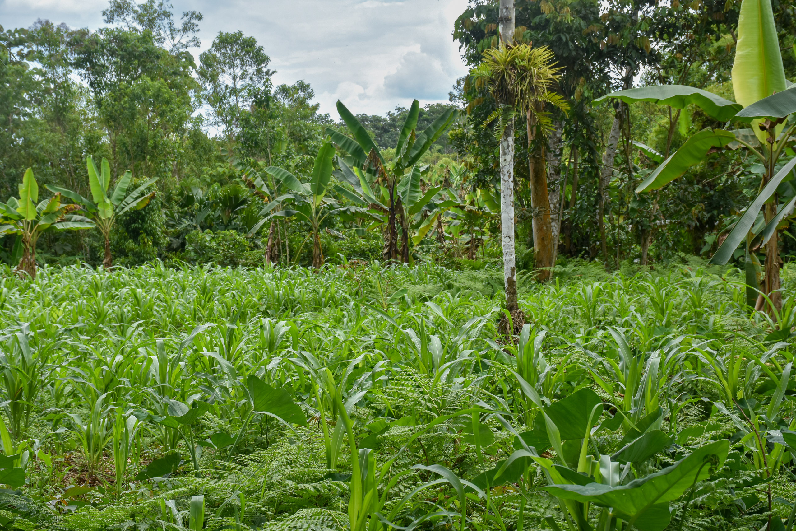 A vibrant field of green trees and plants